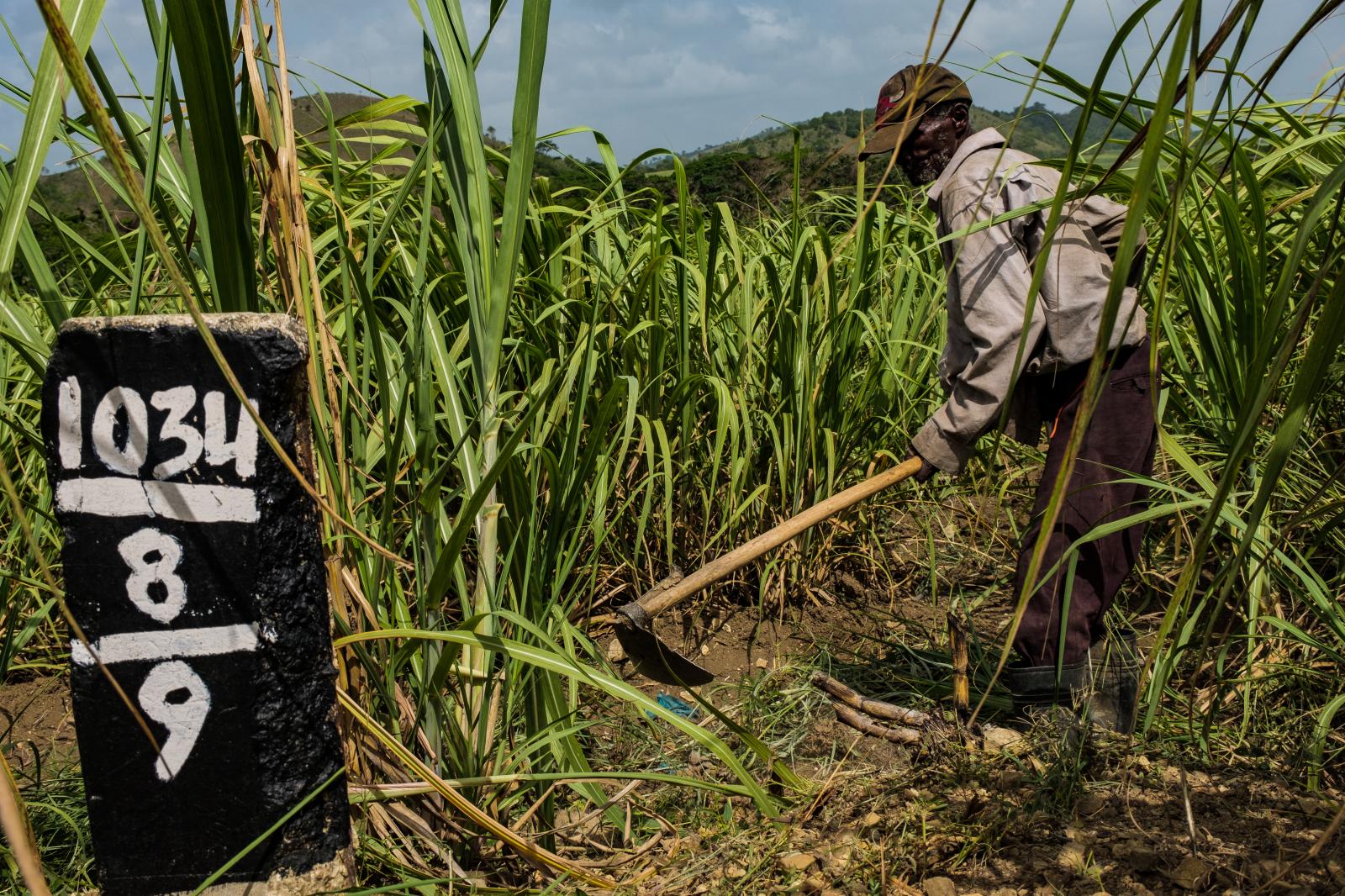 Worker cleaning a sugar cane fi...a Province, Dominican Republic.