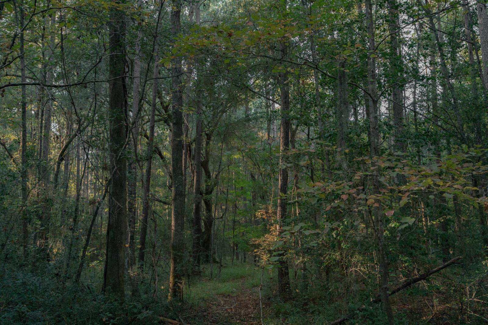 A wooded area near burial groun... grew indigo at the plantation.