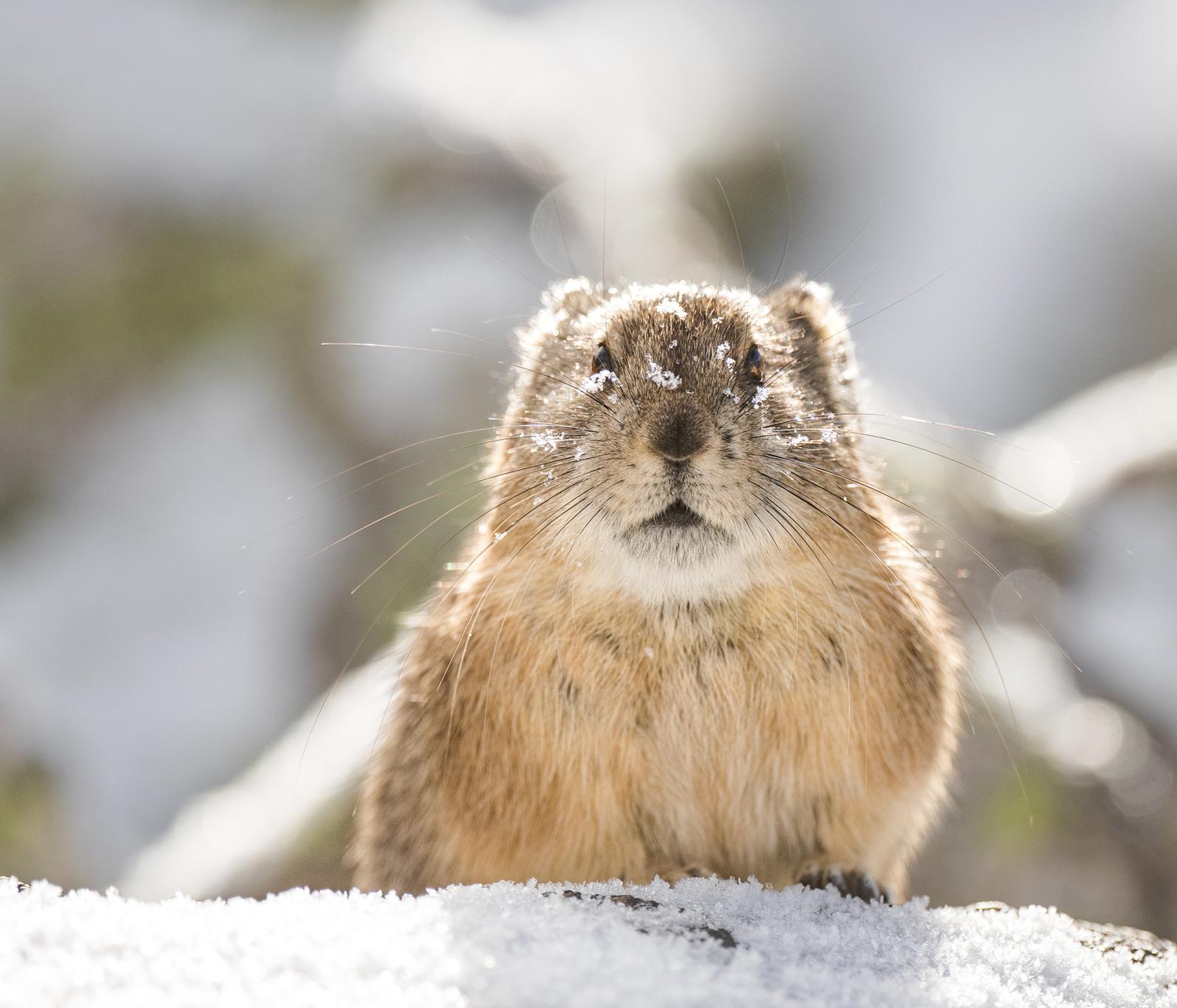 I Work Endless Hours To Capture Images Of The American Pika Year-Round In Their Extreme Mountainous Homes. Here Are Some Of My Favorites!