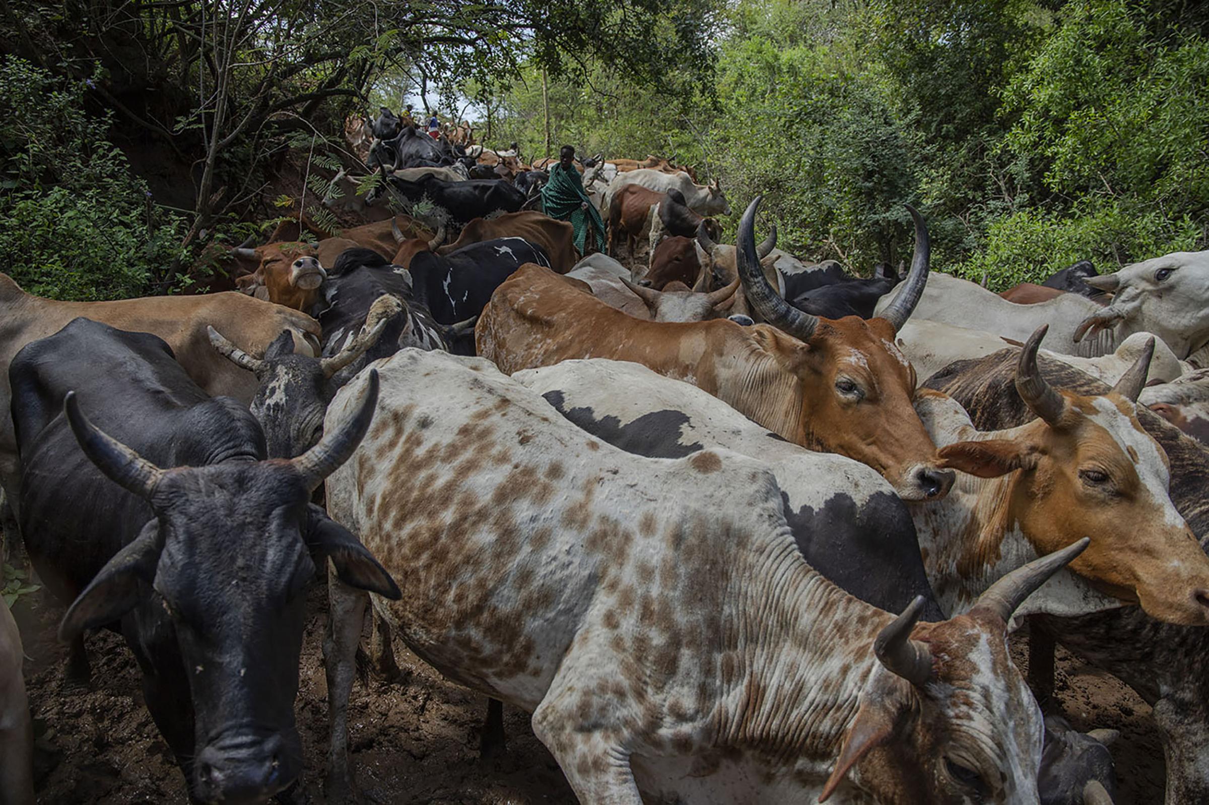  At about 10 a.m. when the dew has fallen, the herders start the move with their cows, carrying...