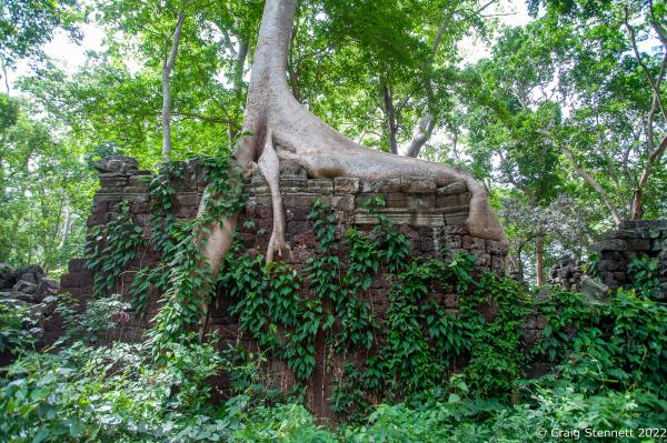 BANTEAY CHHMAR. CAMBODIA-MAY 22: A tree grows out from the top of the collapsed Bas Relief at Banteay Chhmar Temple, Banteay Meanchey, Cambodia on May 22, 2012. Banteay Chhmar, meaning 'The Citadel of the Cats' was built by Khmer King Jayavarman 7th (1181-1219) in the 12th Century. According to the UNESCO world heritage centre the temple is a unique complex of the Angkorian period of structural style. However, the temple complex through the effects of time and weather is slowly crumbling. Teams of Cambodian stone masons and archeologists assisted by the Global Heritage Fund and Cambodian government are mounting a rescue mission in order to stem the temple's continued collapse and halt its reclamation from the surrounding jungle. (Photo by Craig Stennett/Getty Images)