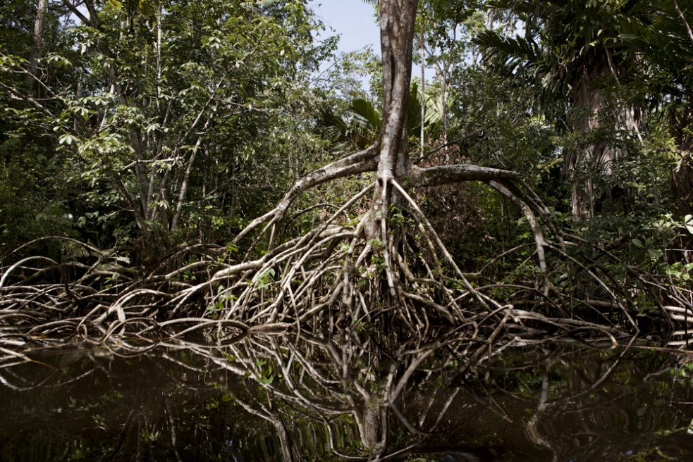 Delta of Amacuro, eastern Venez...y rooted into this environment.