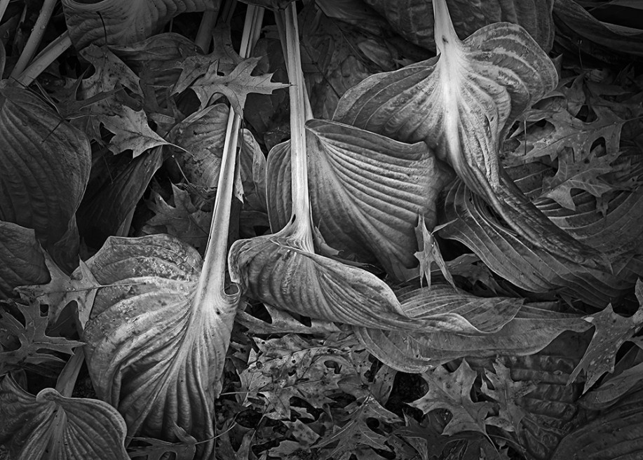 Wilted Hosta and Oak Leaves