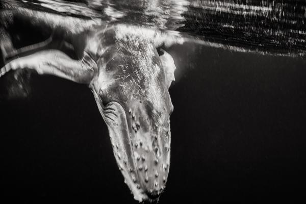 Humpback Whales of the South Pacific | Buy this image