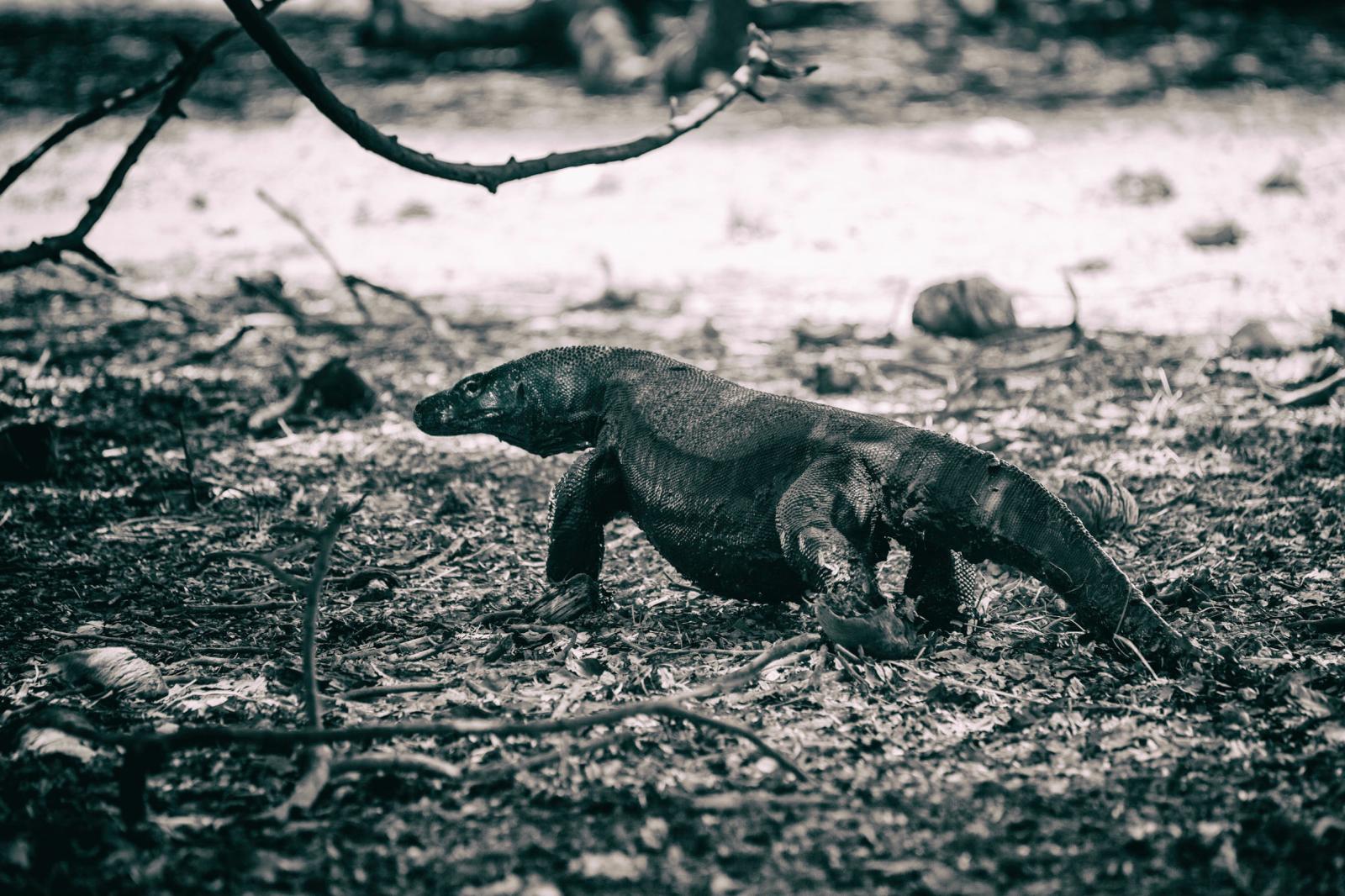 The Komodo Dragon is the bigges...3,000 dragons left in the wild.