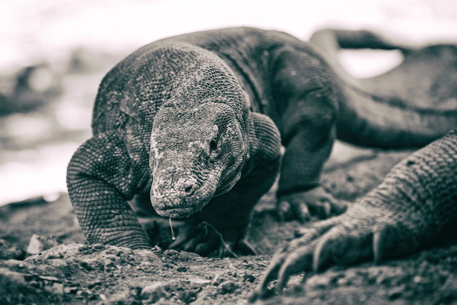 The Komodo Dragon is the bigges...3,000 dragons left in the wild.