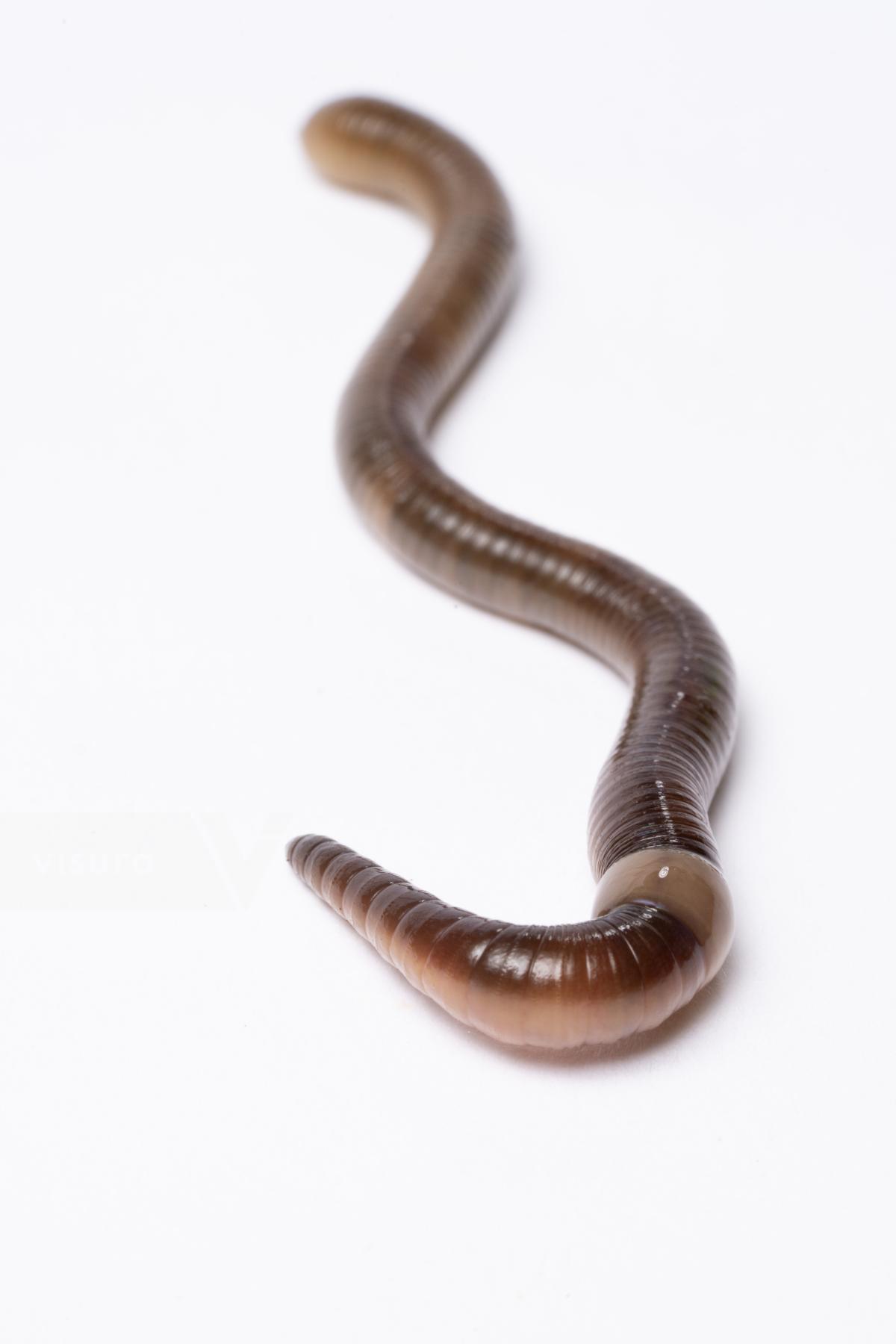 Purchase Invasive Jumping Worms by David Degner