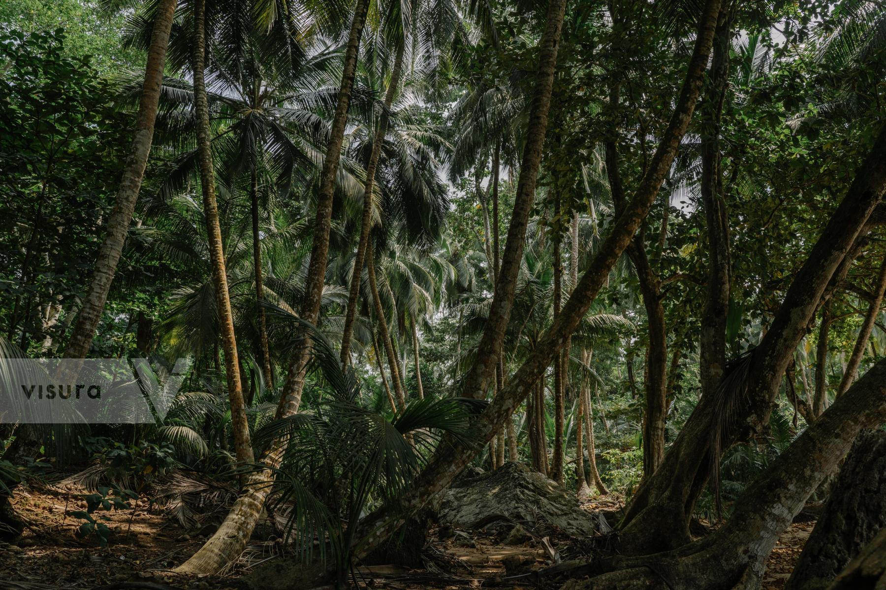 Purchase Rainforest  by Natalija Gormalova