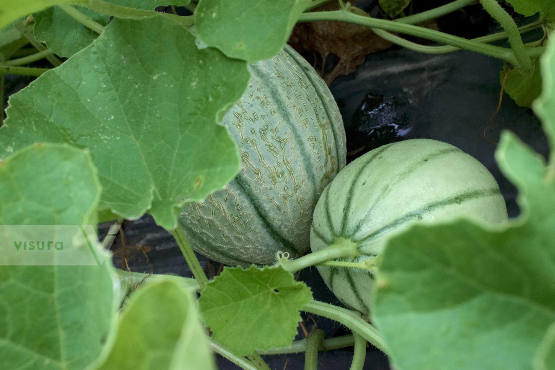Purchase Melons by Ellen Kok