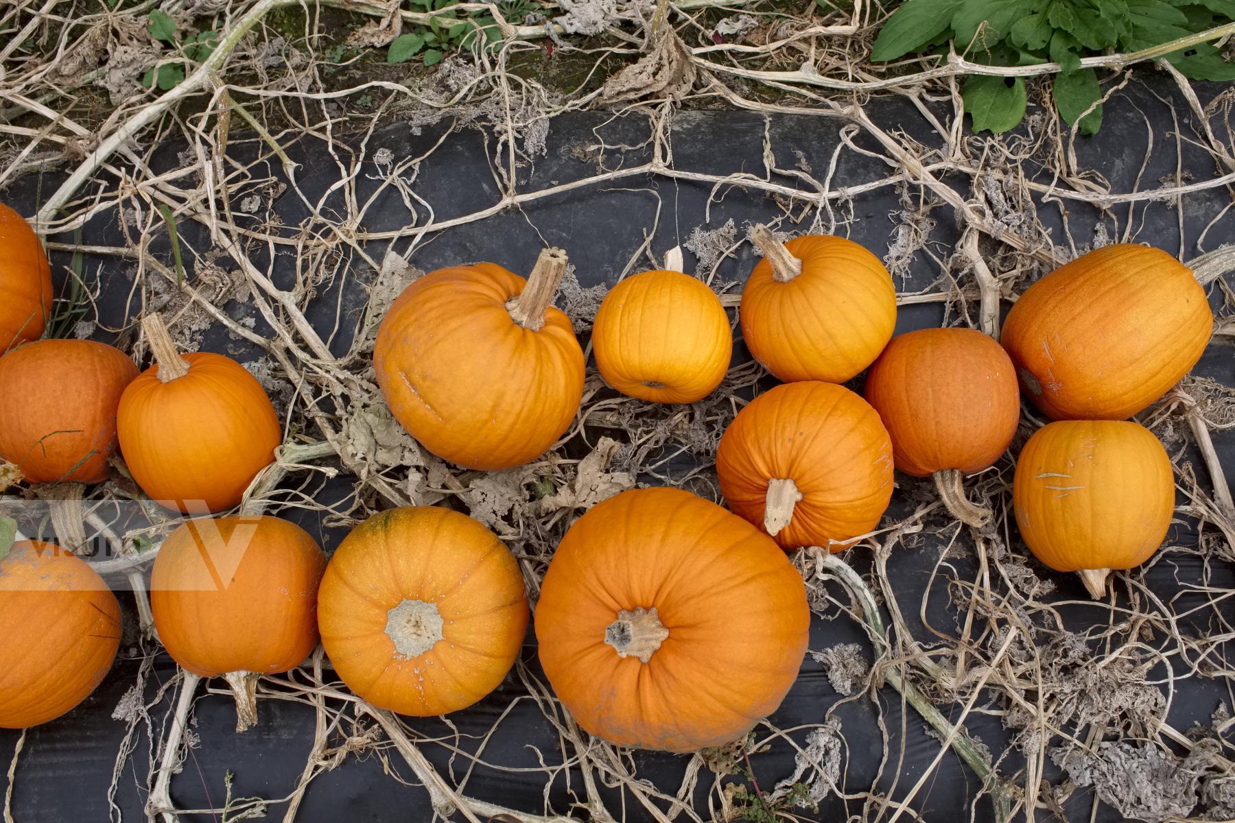 Purchase Pumpkins by Ellen Kok