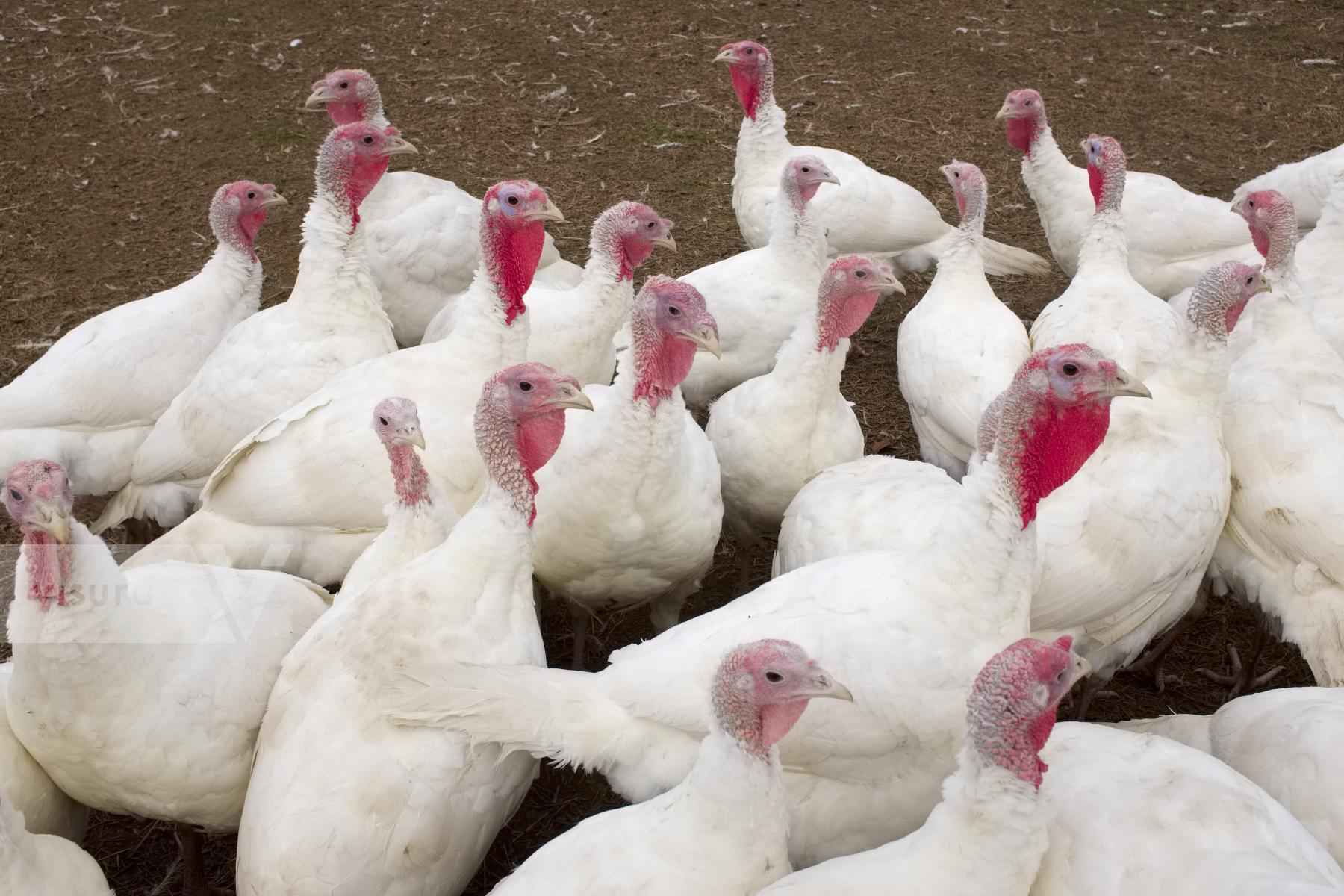 Purchase Turkeys by Ellen Kok