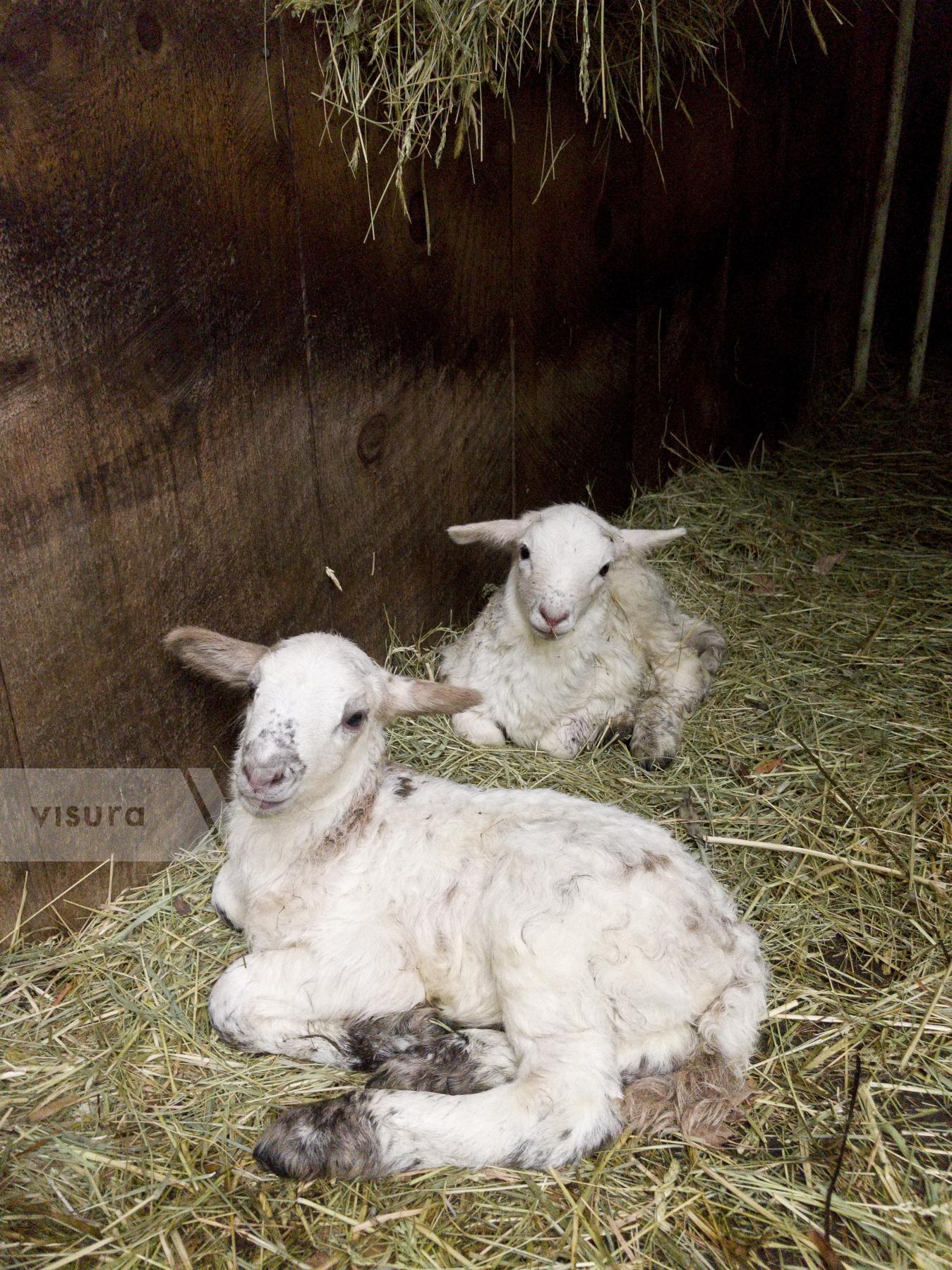 Purchase Newborn Lambs by Ellen Kok