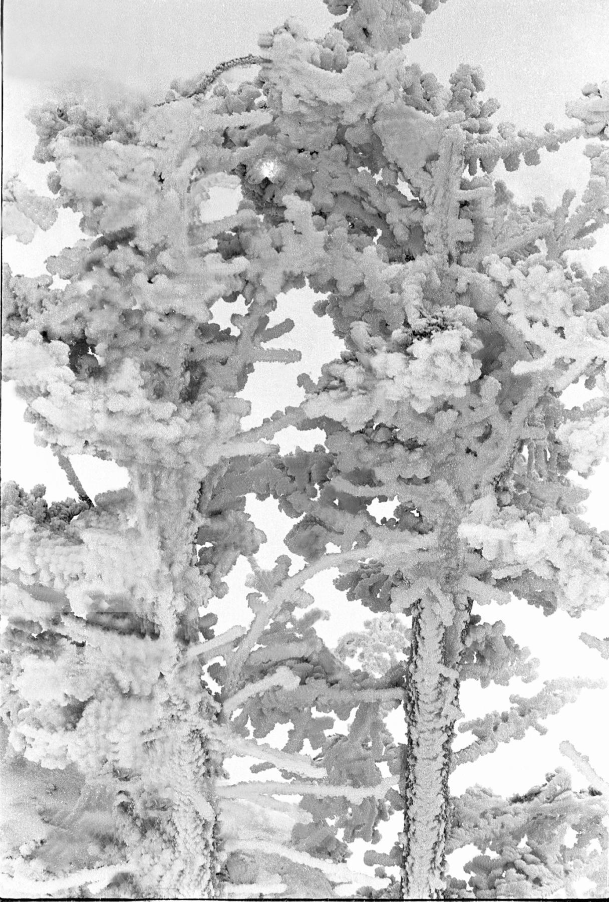 Purchase Frozen Trees A Top Of Ajax Mountain  by Tish Lampert