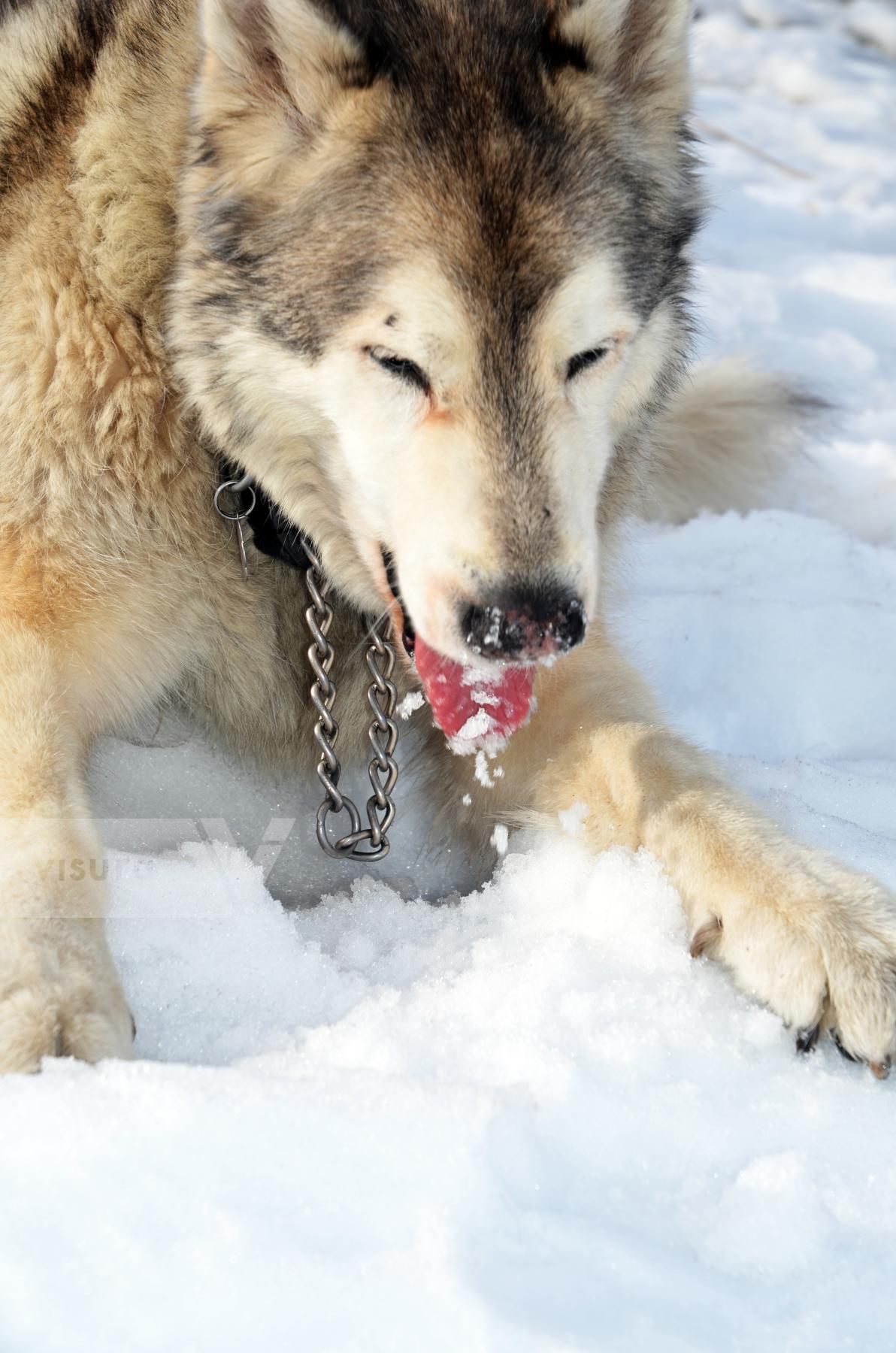 Purchase Wolfin Around In A Snowfield by Tish Lampert