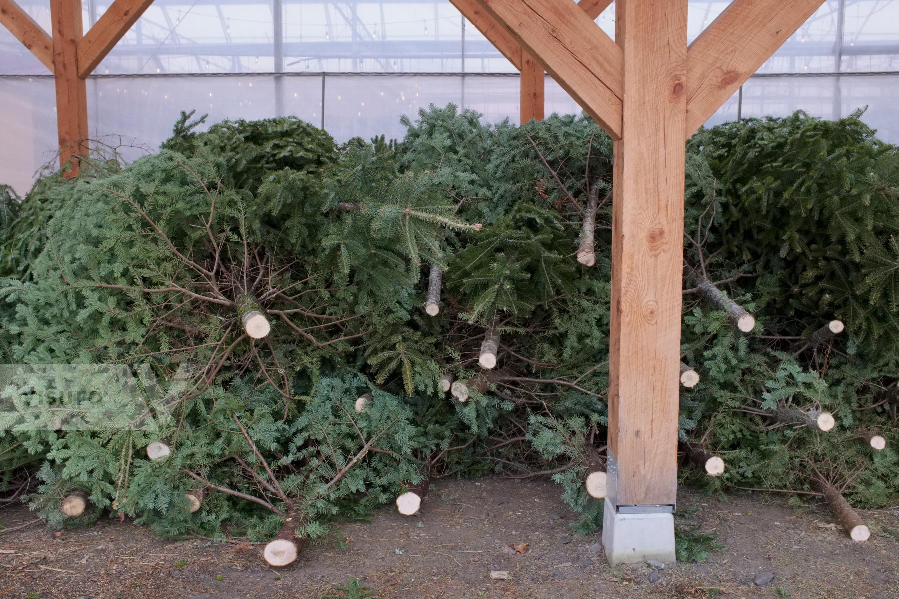 Purchase Christmas Trees by Ellen Kok