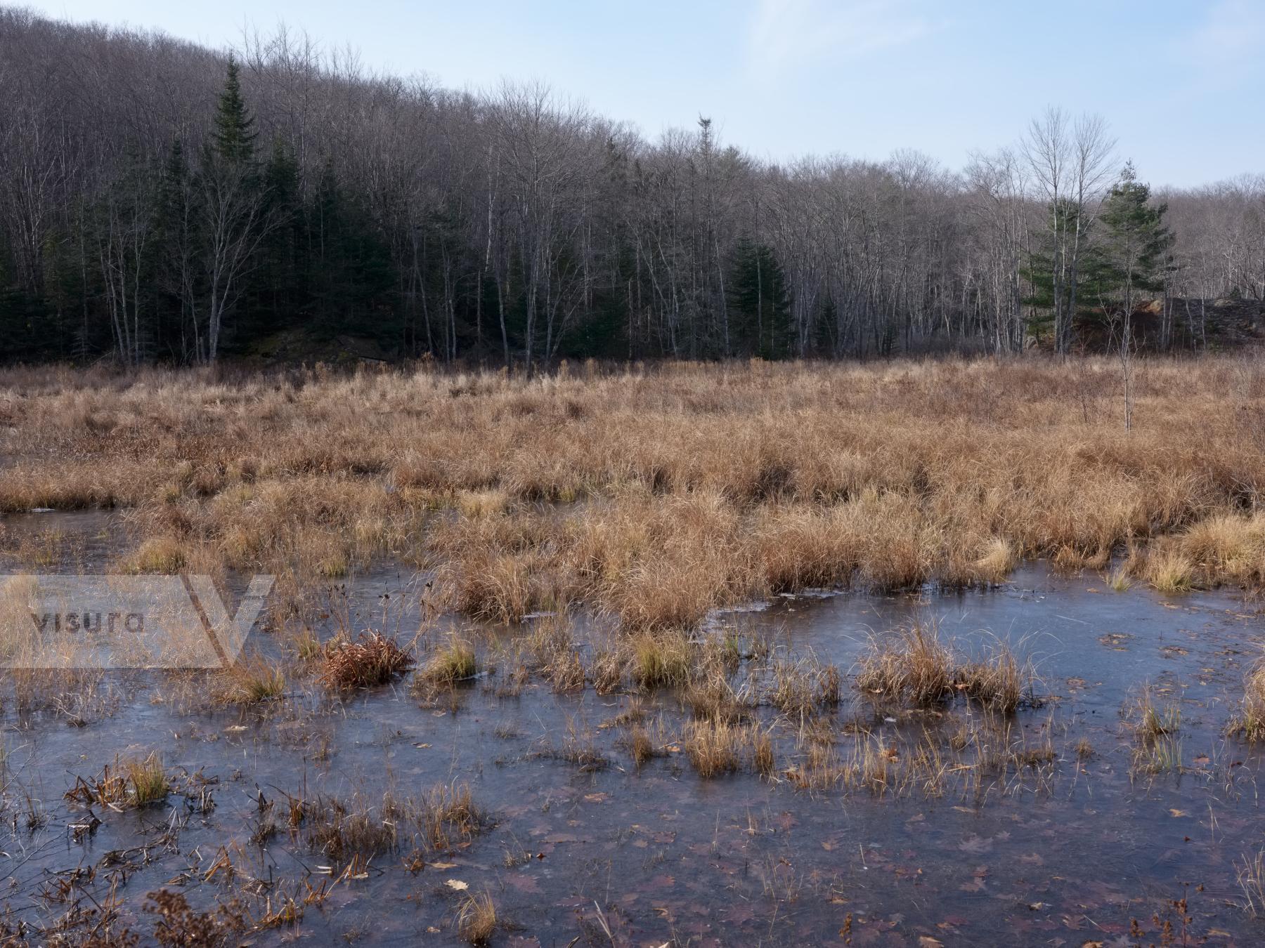 Purchase Marshland by Ellen Kok