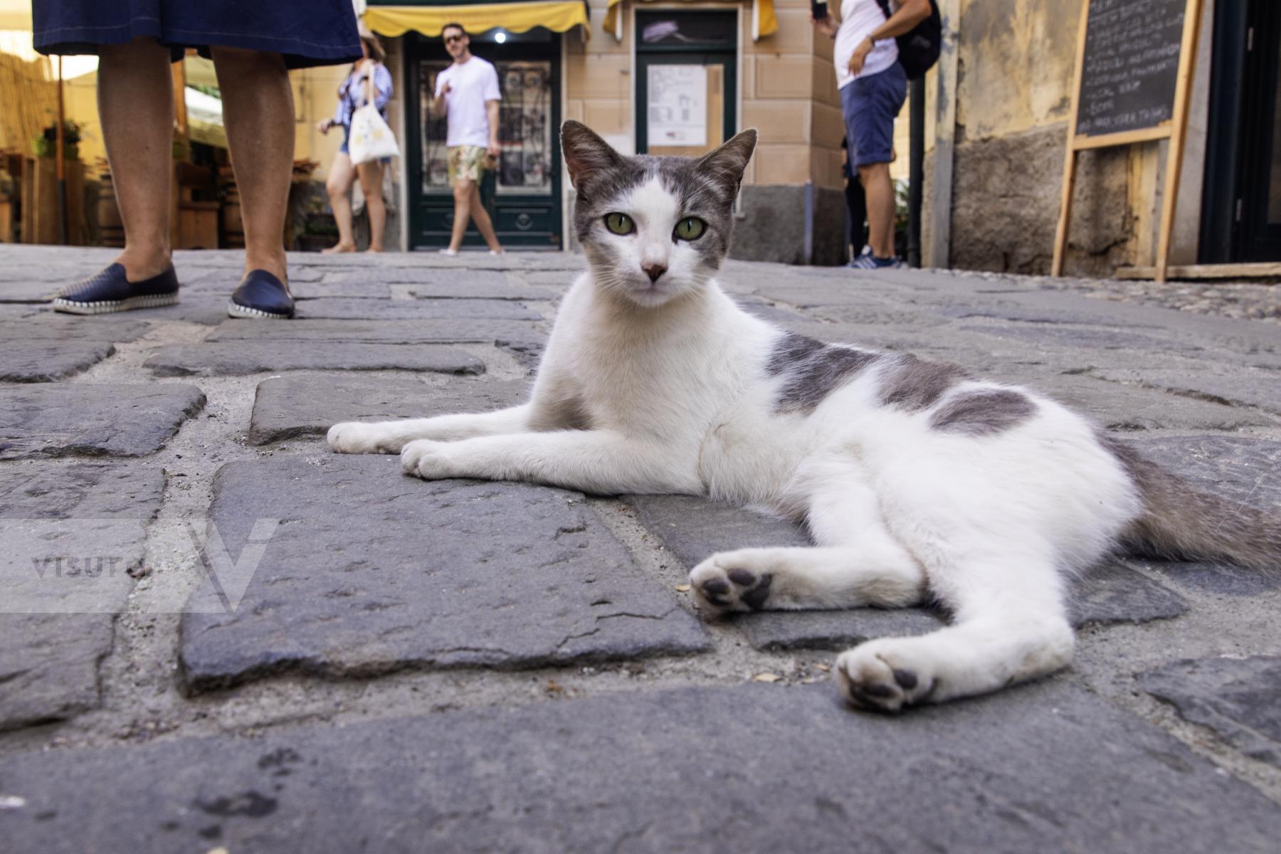 Purchase Cat in Cinque Terre by Katie Linsky Shaw