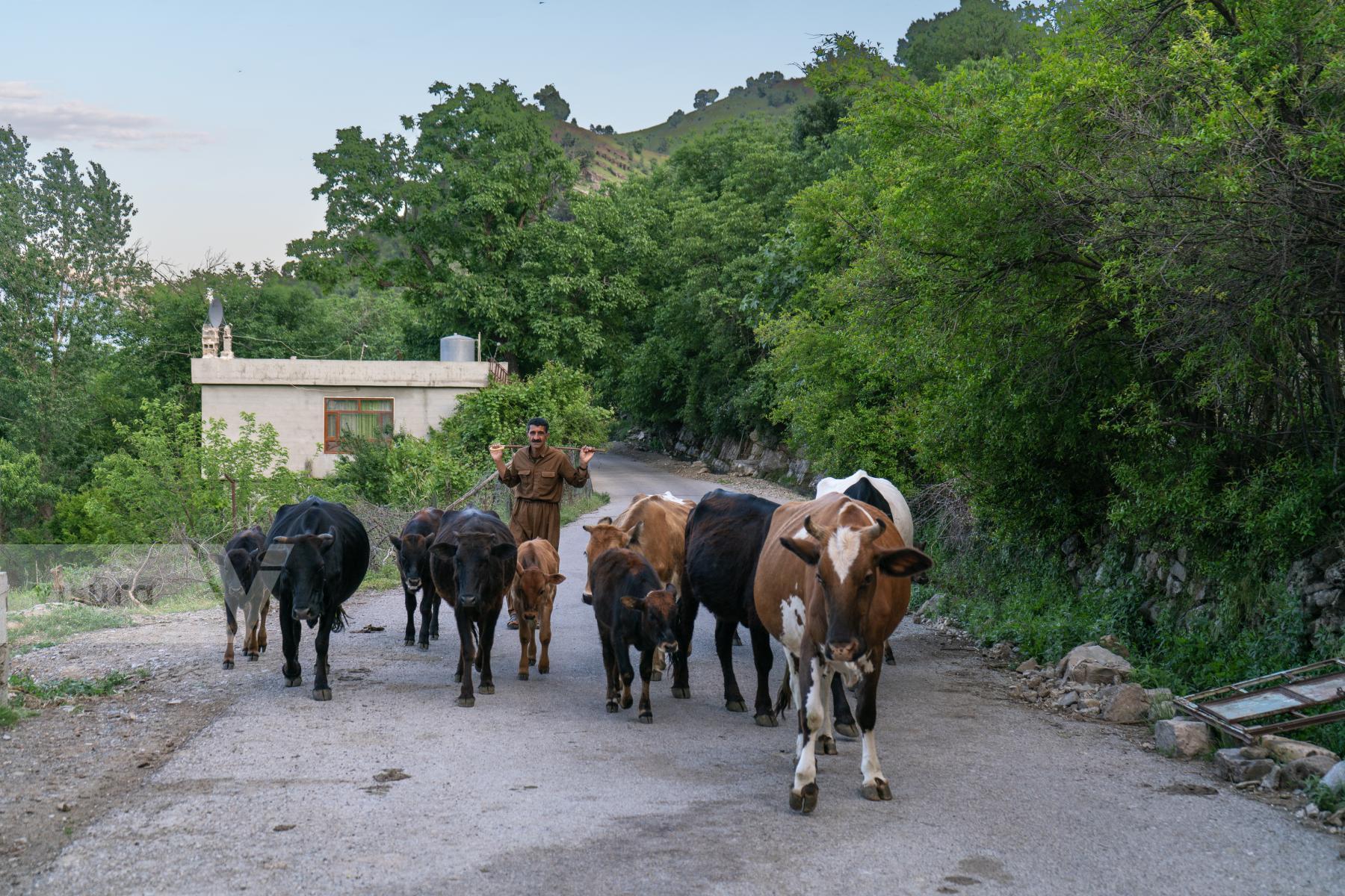 Purchase cows  by Karwan Abubakr