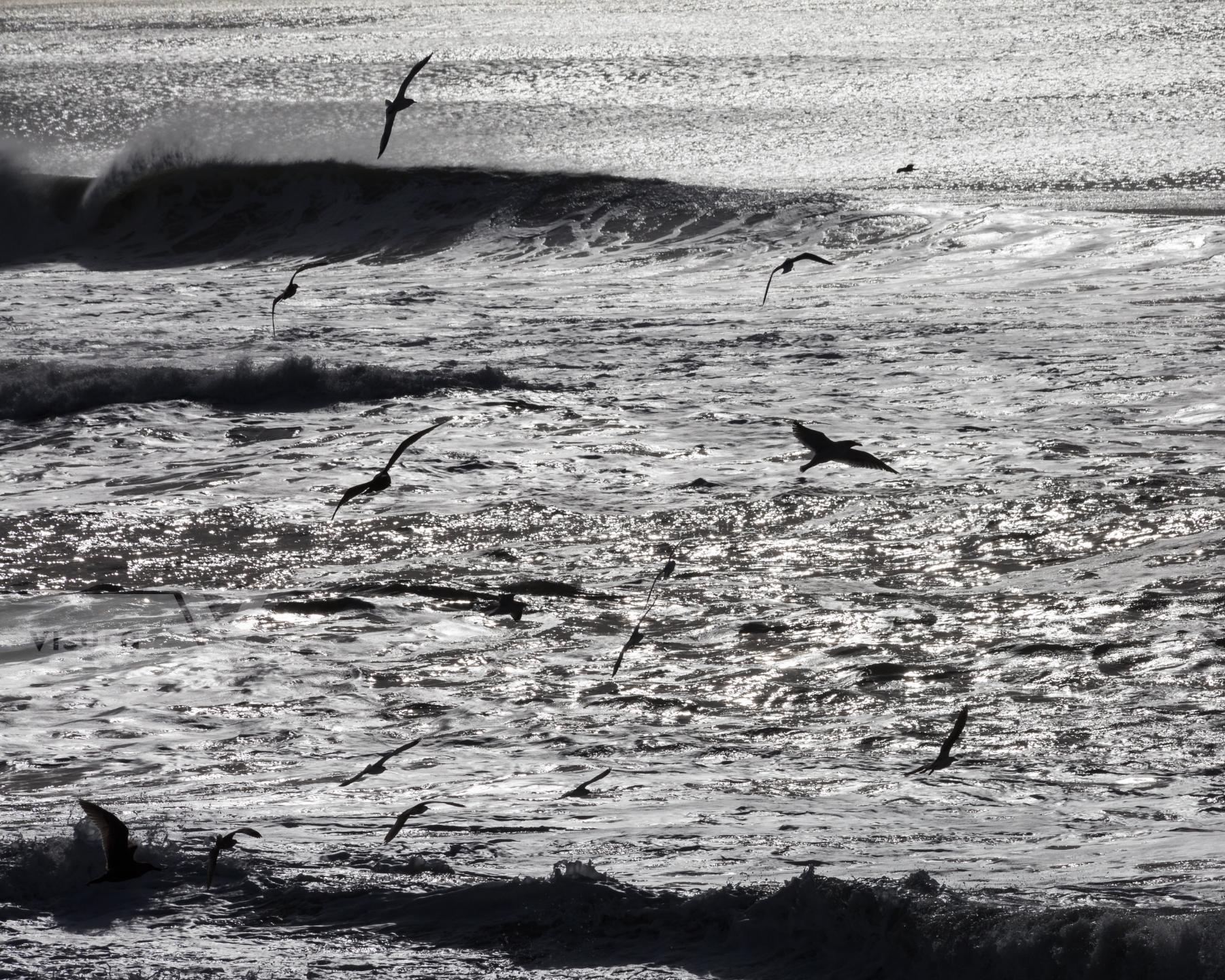 Purchase Seagulls by Molly Peters