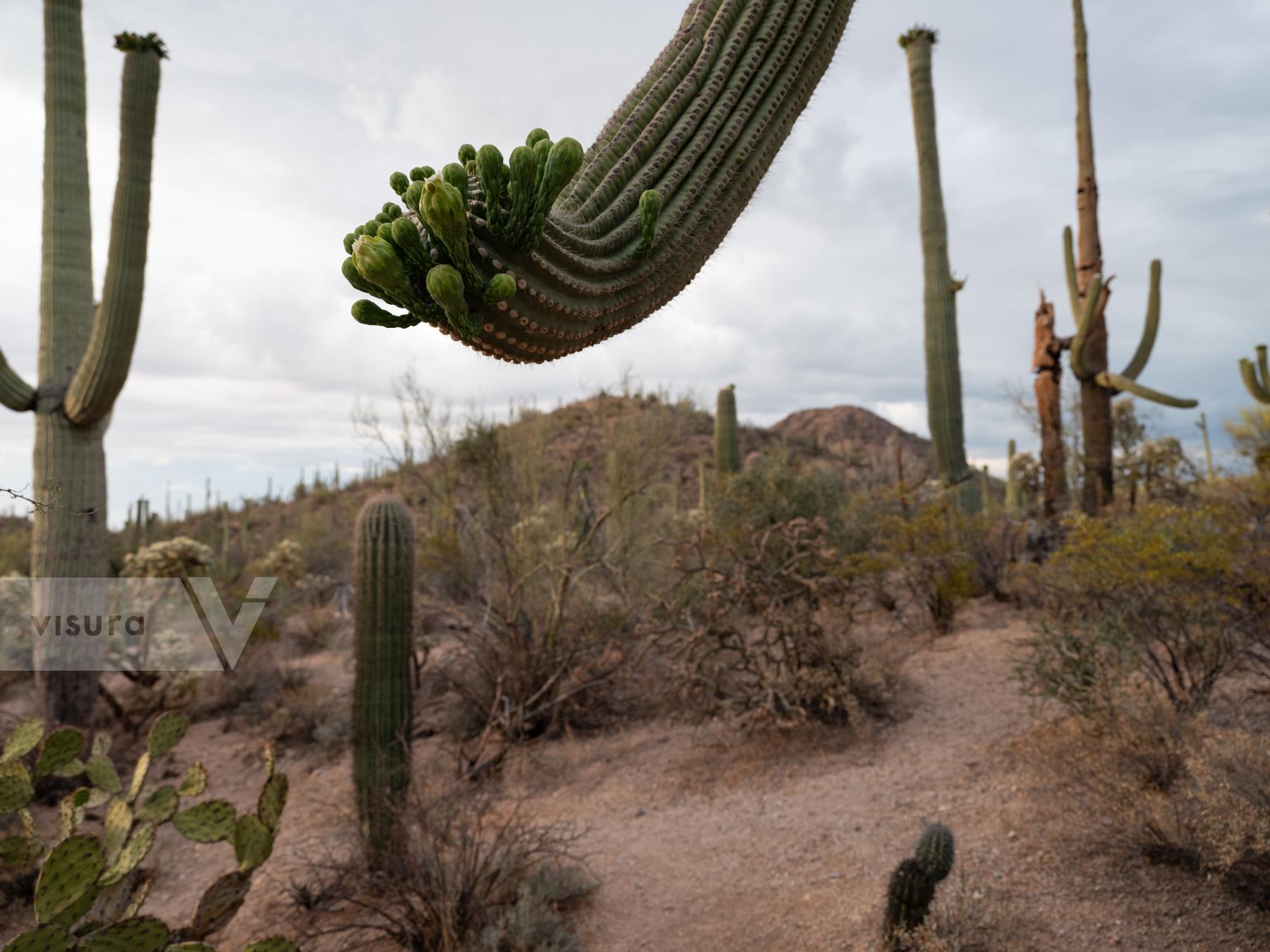 Purchase Saguaro Buds by Molly Peters