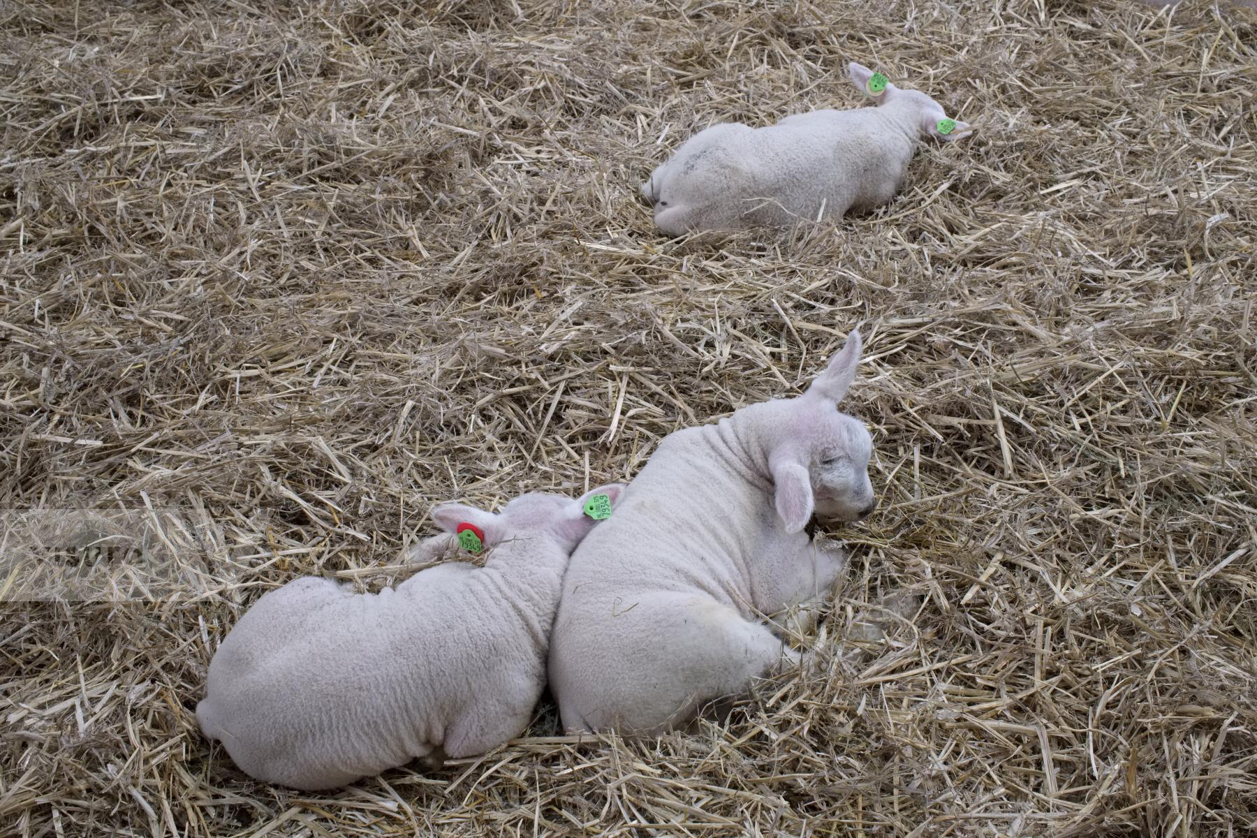 Purchase Texel Lambs by Ellen Kok