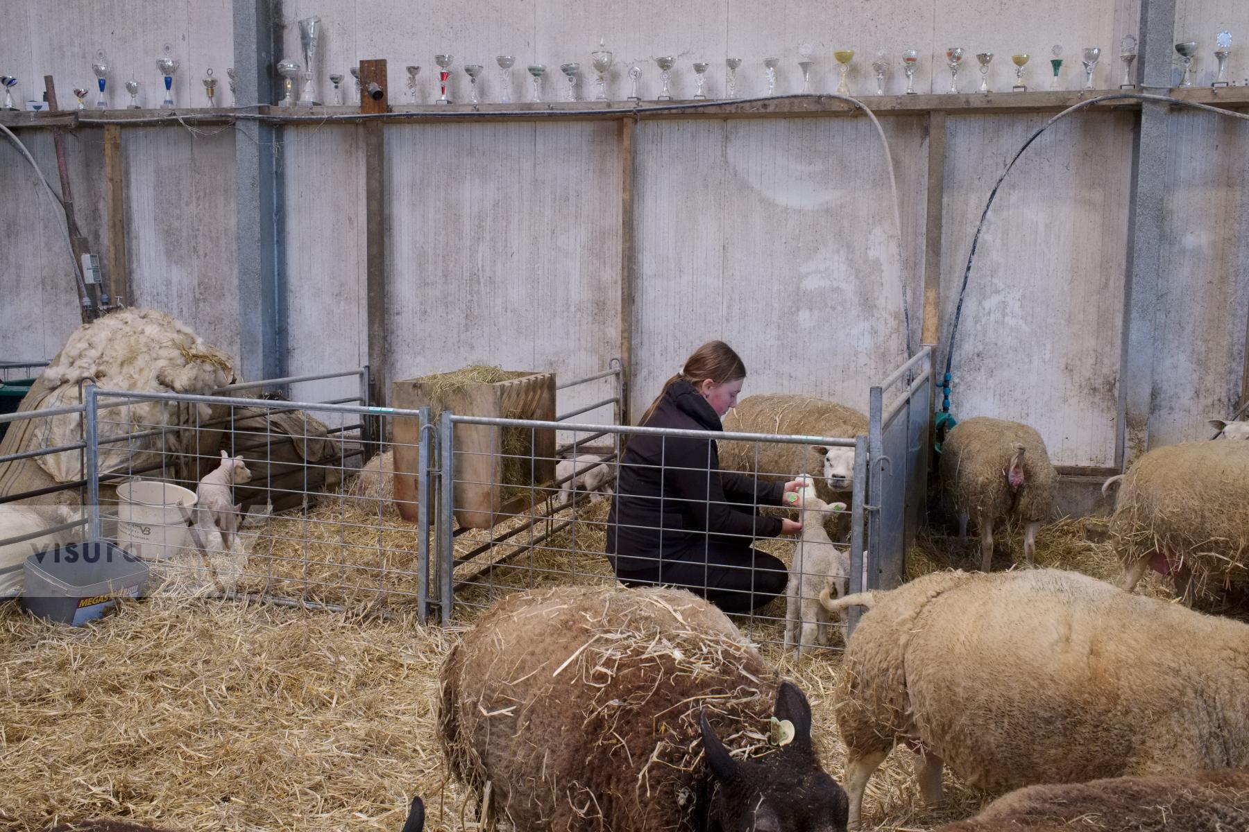 Purchase Texel Sheep and Lambs by Ellen Kok