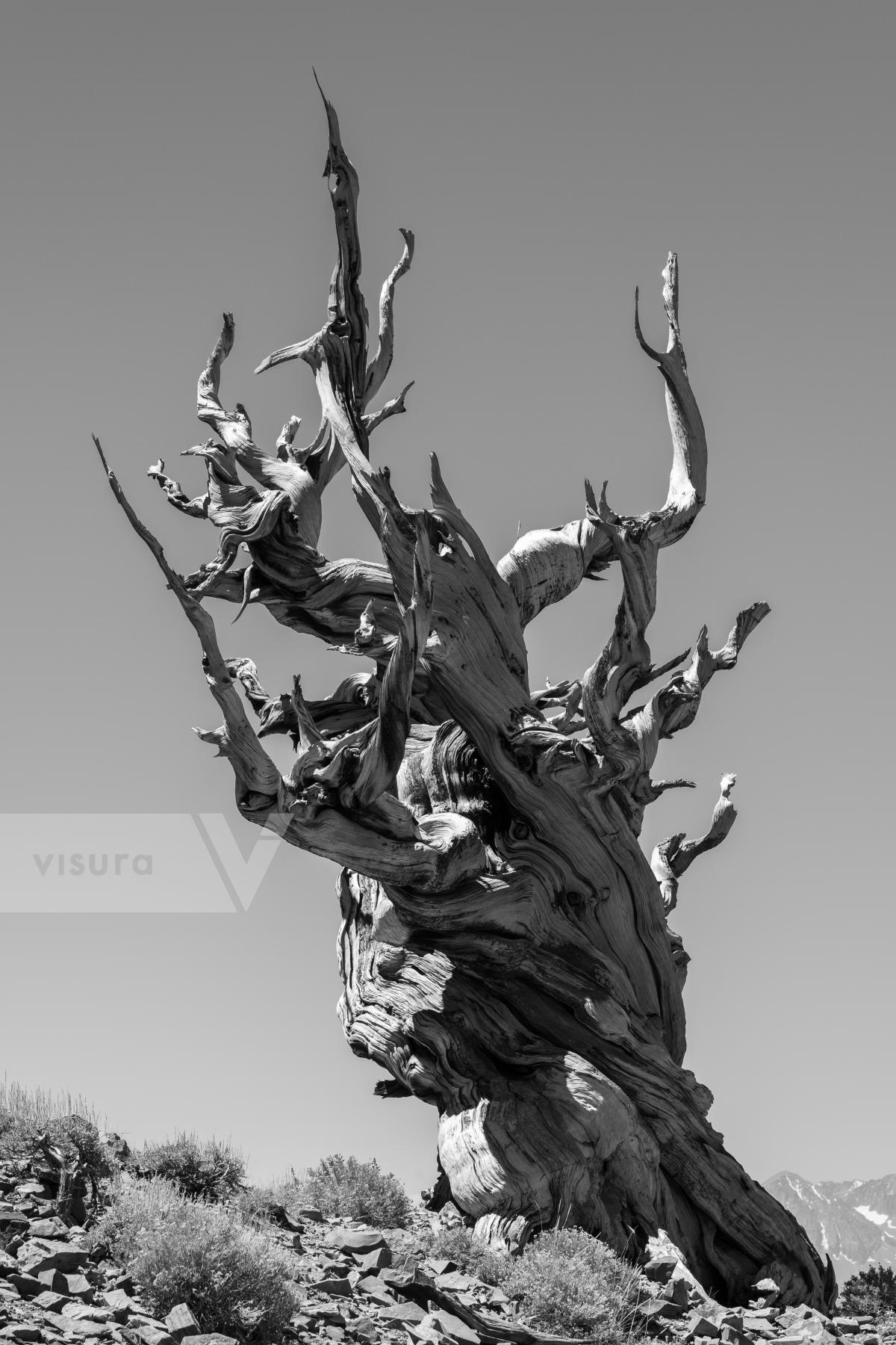 Purchase Bristlecone Pine by Molly Peters