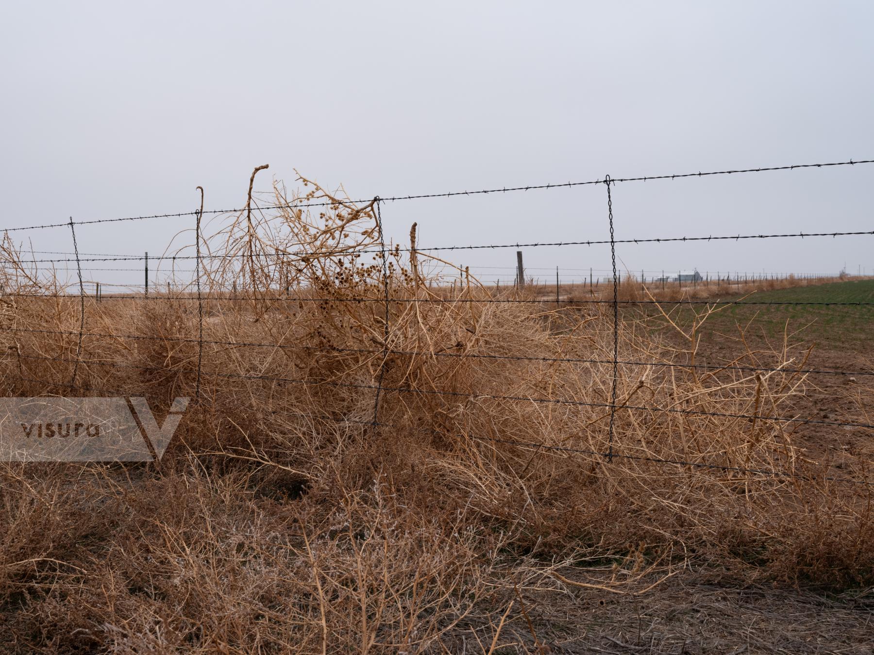 Purchase Tumbleweeds by Molly Peters