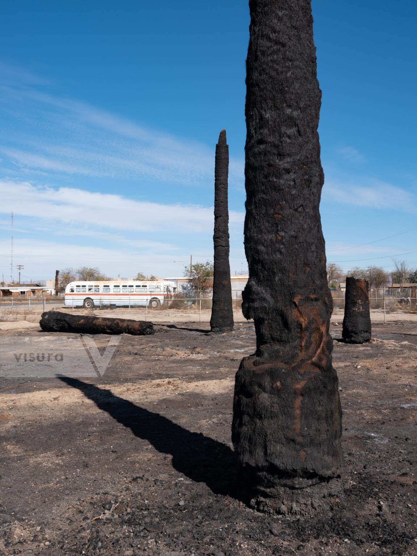 Purchase Burned Palms by Molly Peters