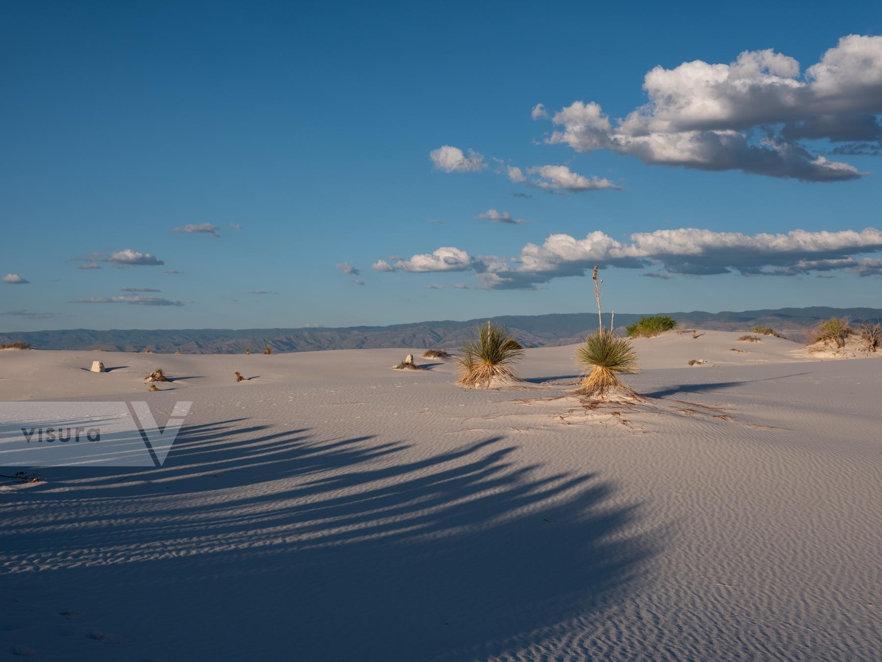 Purchase White Sands by Molly Peters