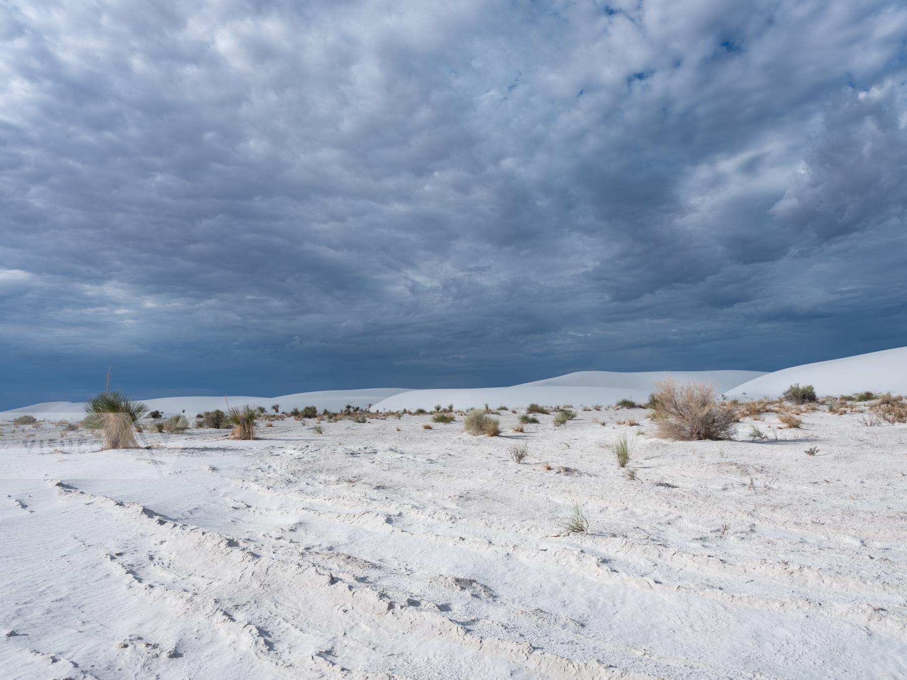 Purchase White Sands by Molly Peters