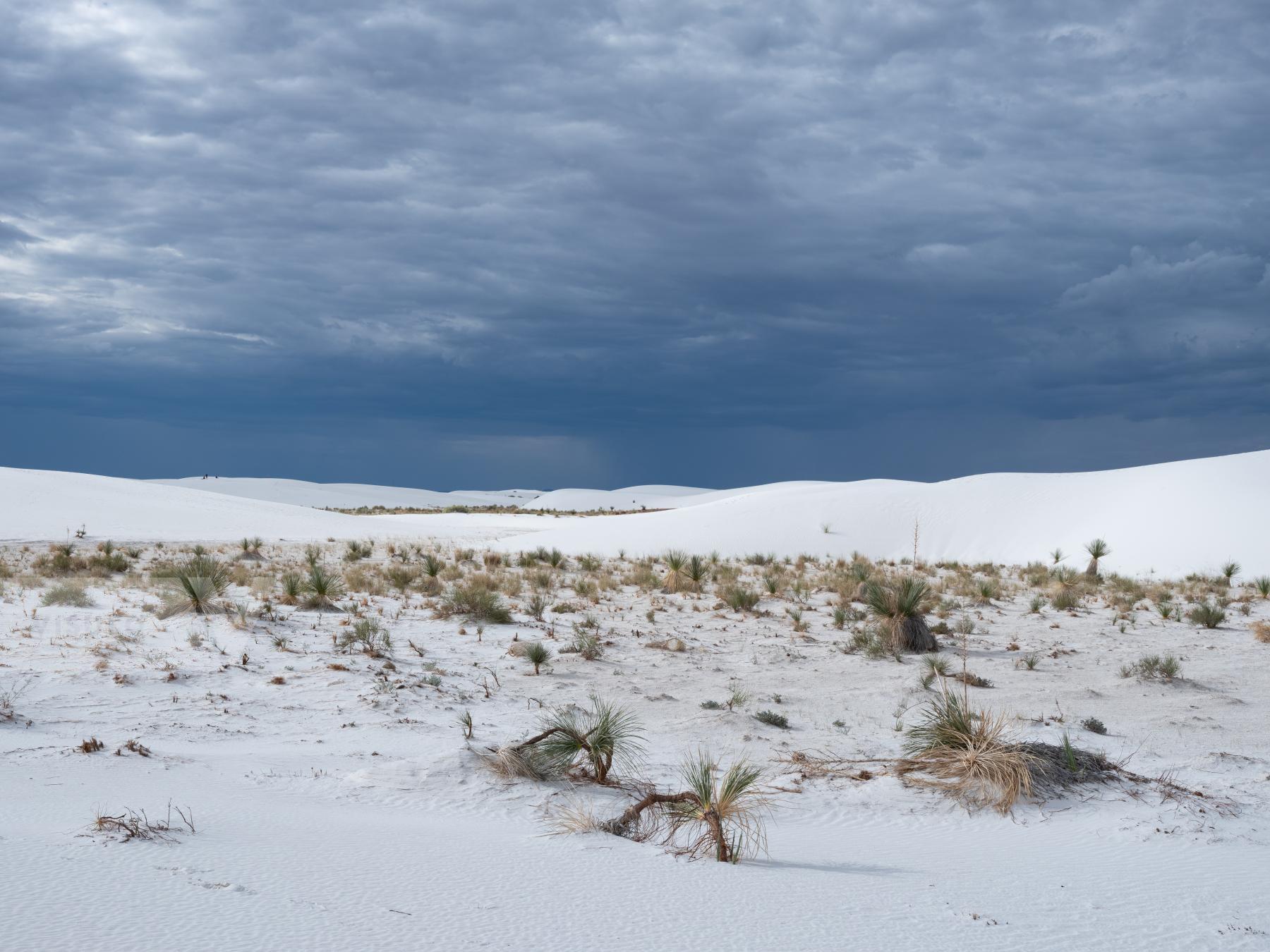 Purchase White Sands by Molly Peters