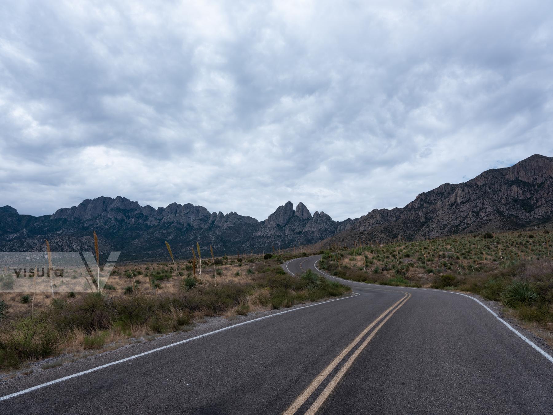 Purchase Yucca Along the Road by Molly Peters