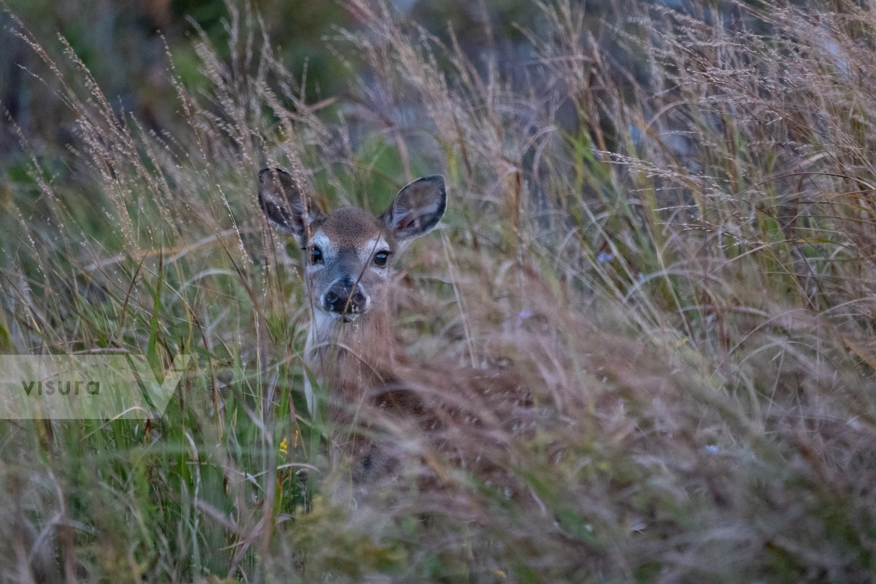 Purchase Fawn by Molly Peters