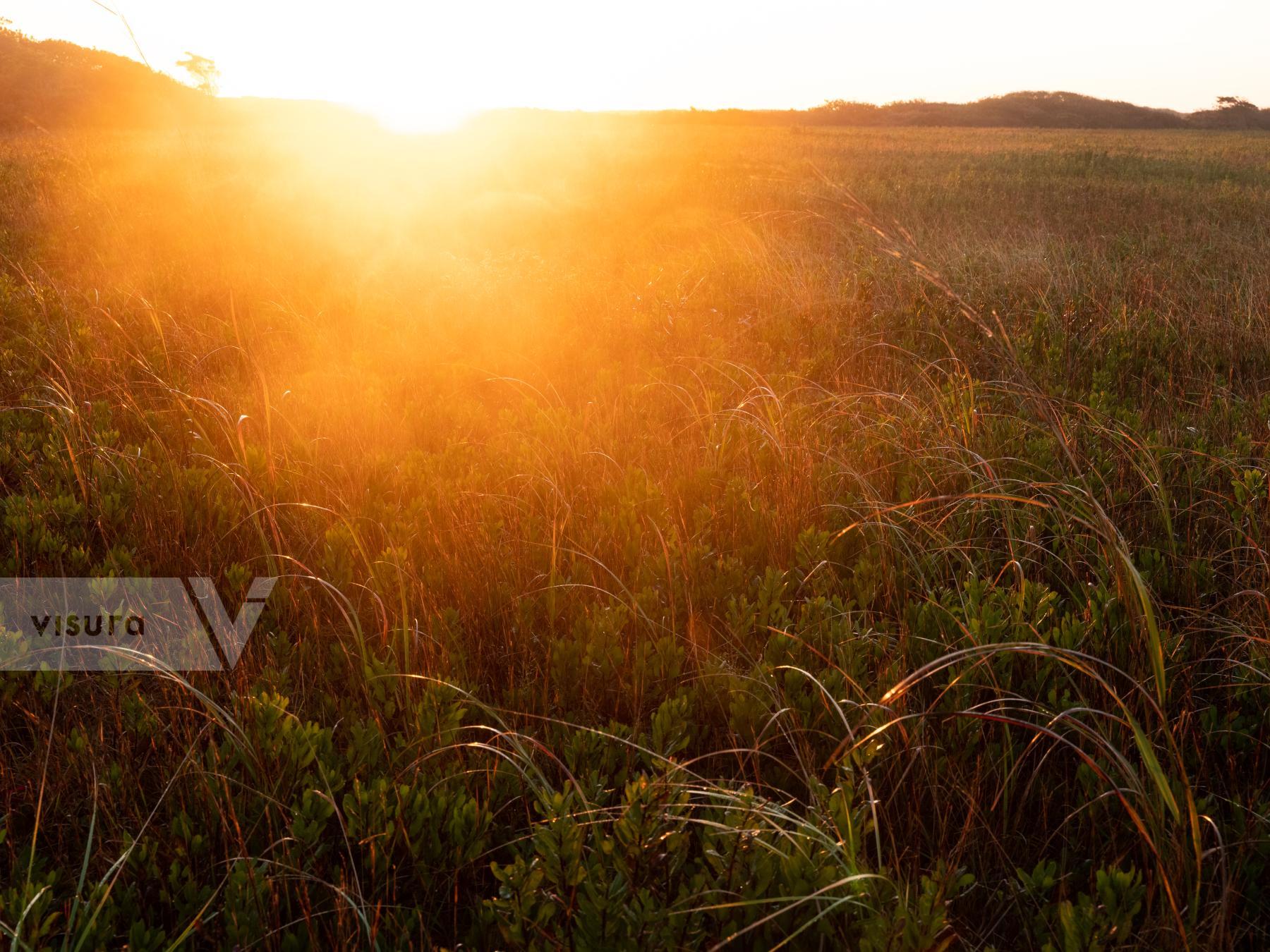 Purchase Sunrise Rays by Molly Peters