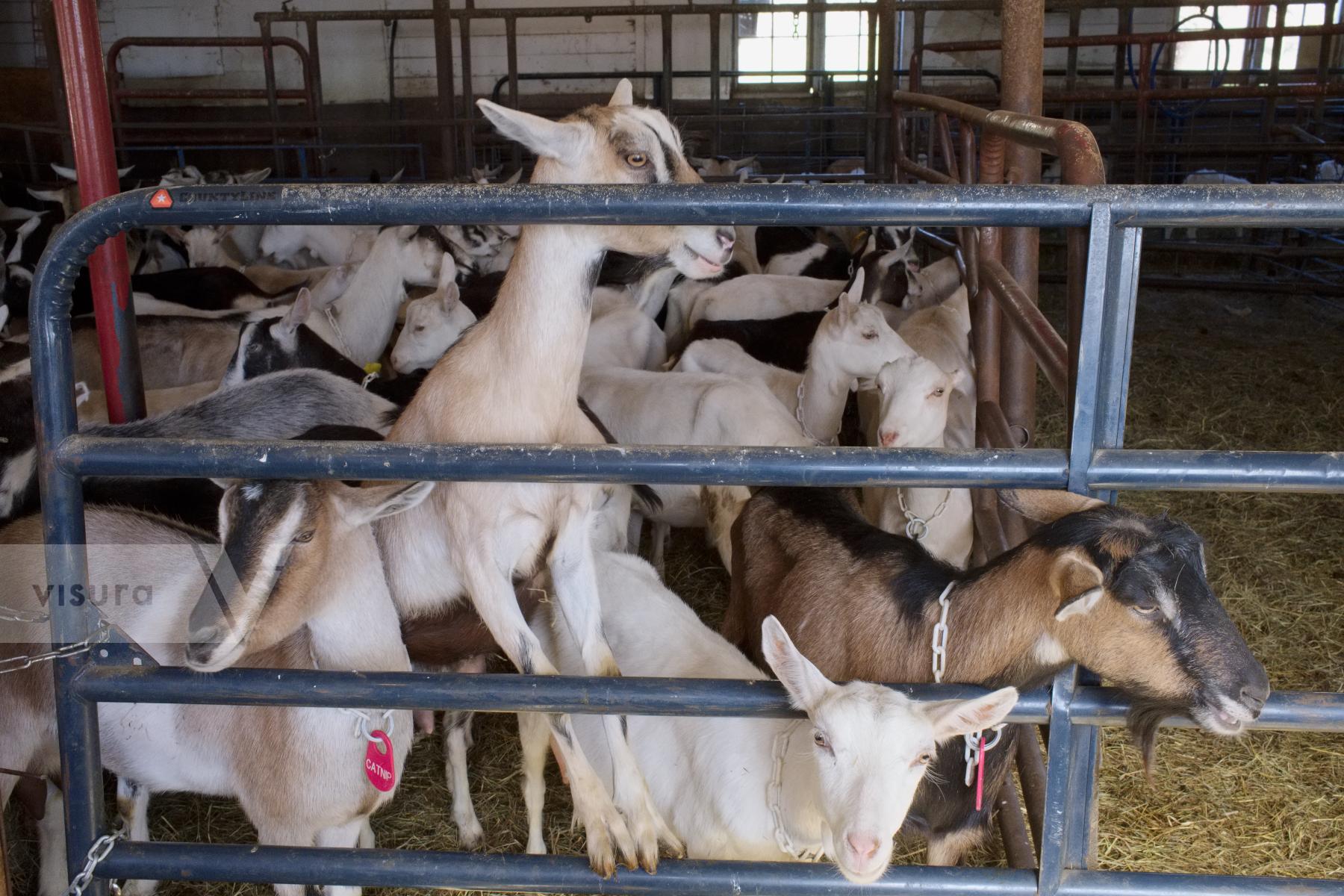 Purchase Dairy Goats by Ellen Kok