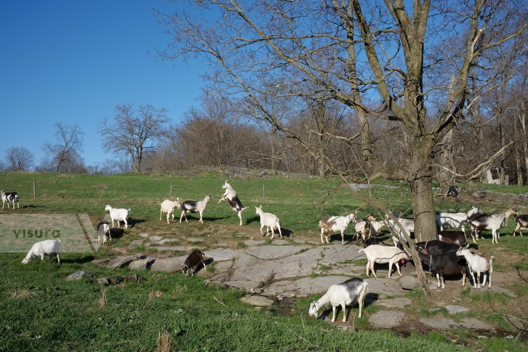 Purchase Dairy Goats by Ellen Kok