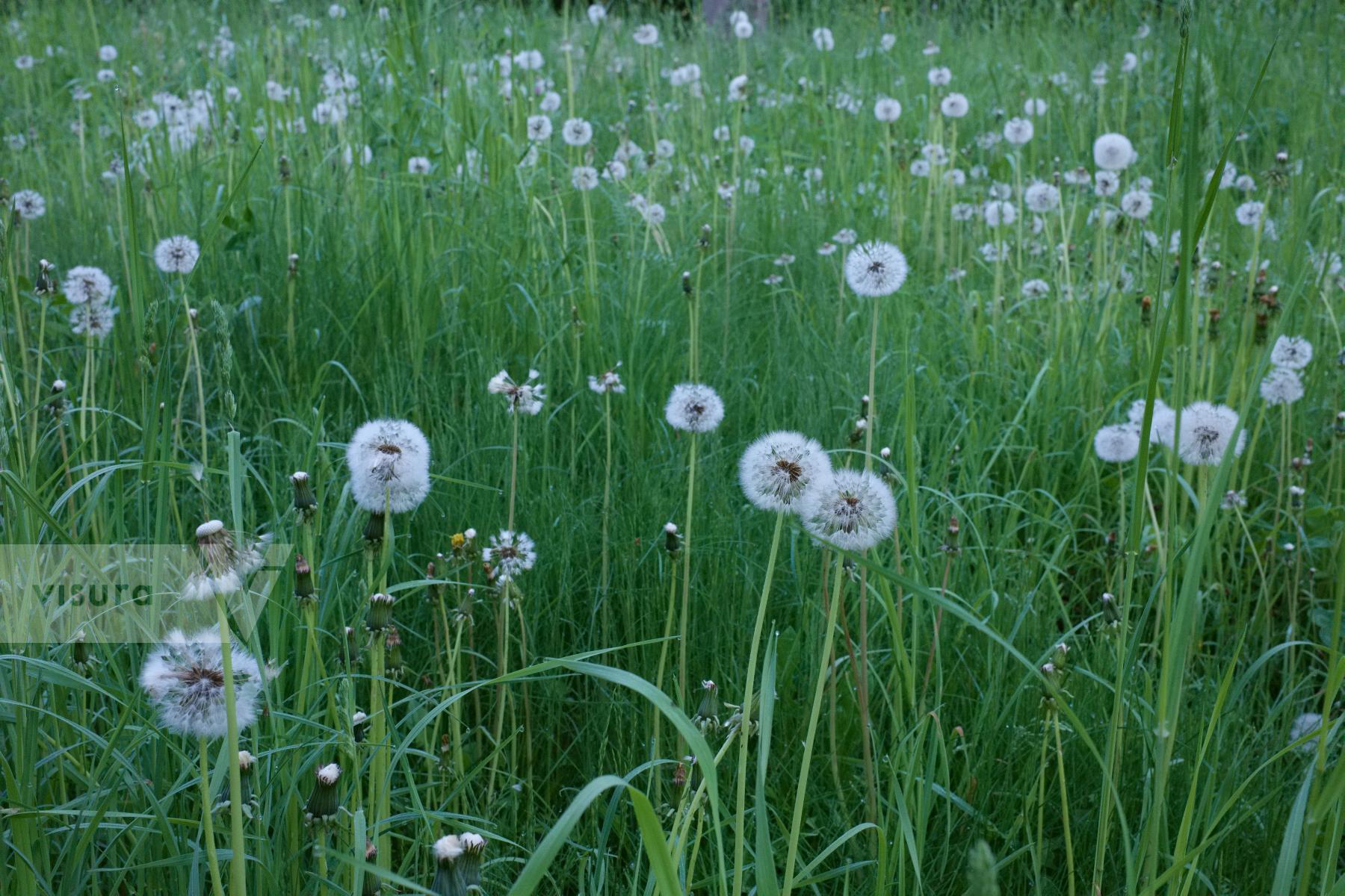 Purchase Dandelion Pappi by Ellen Kok