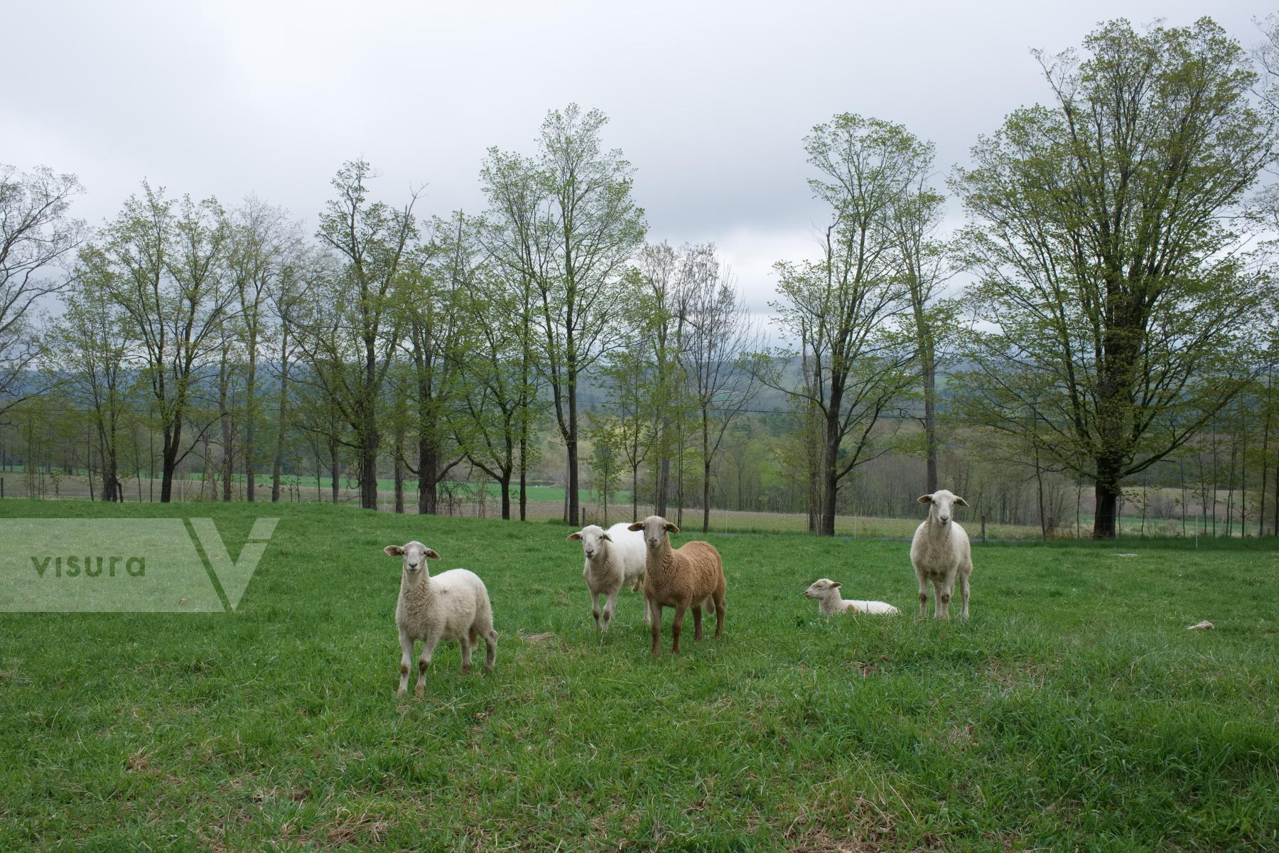 Purchase Katahdin Lambs by Ellen Kok