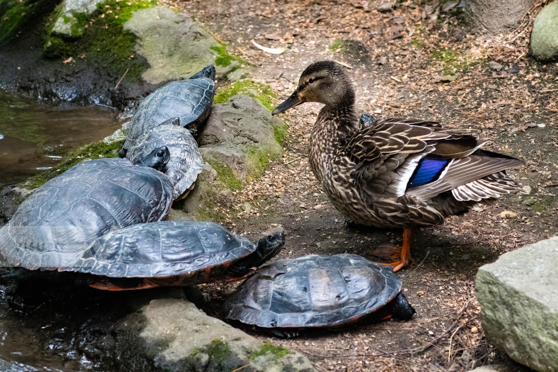 Purchase Quacky Times by James Reade Venable