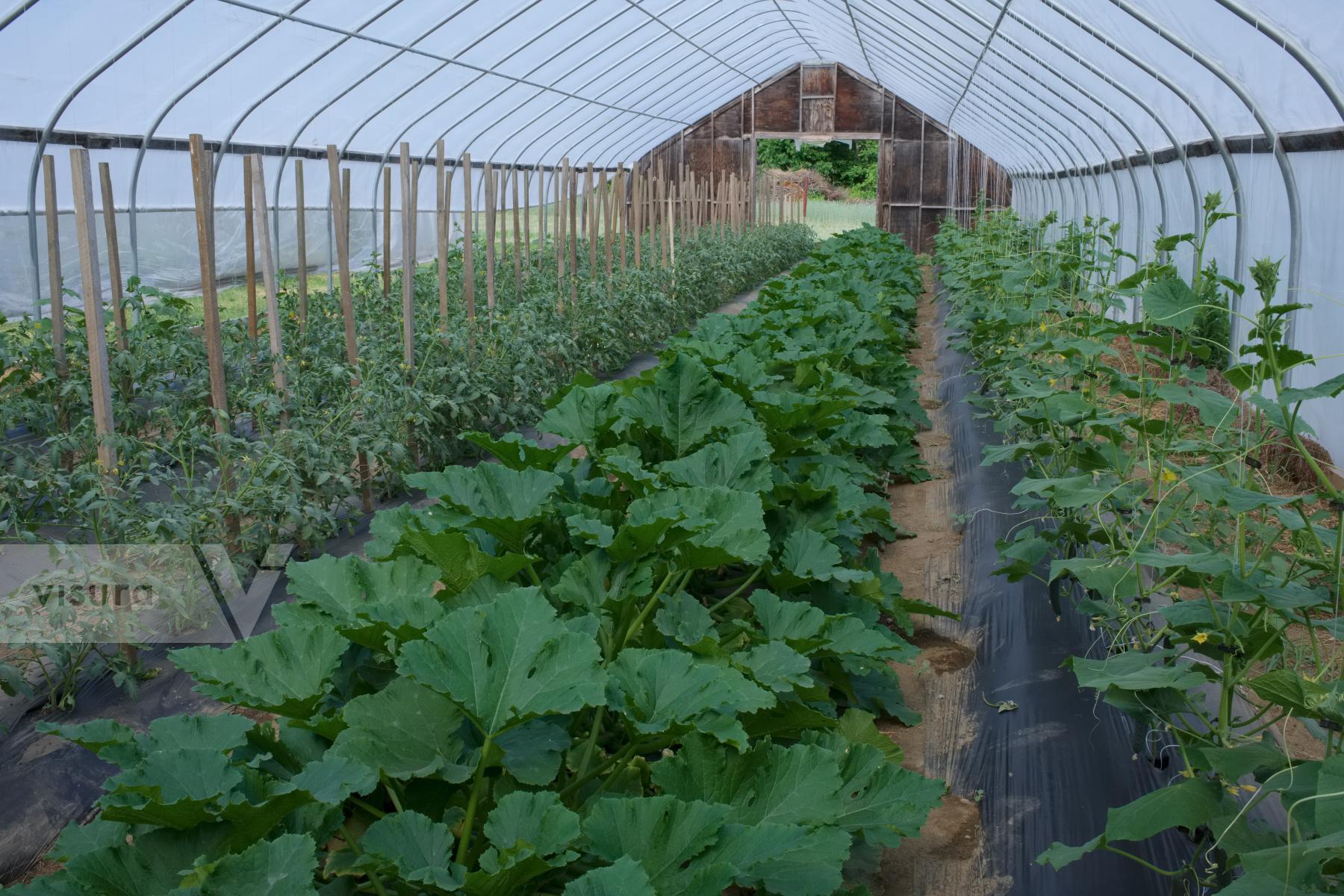 Purchase Growing Vegetables by Ellen Kok