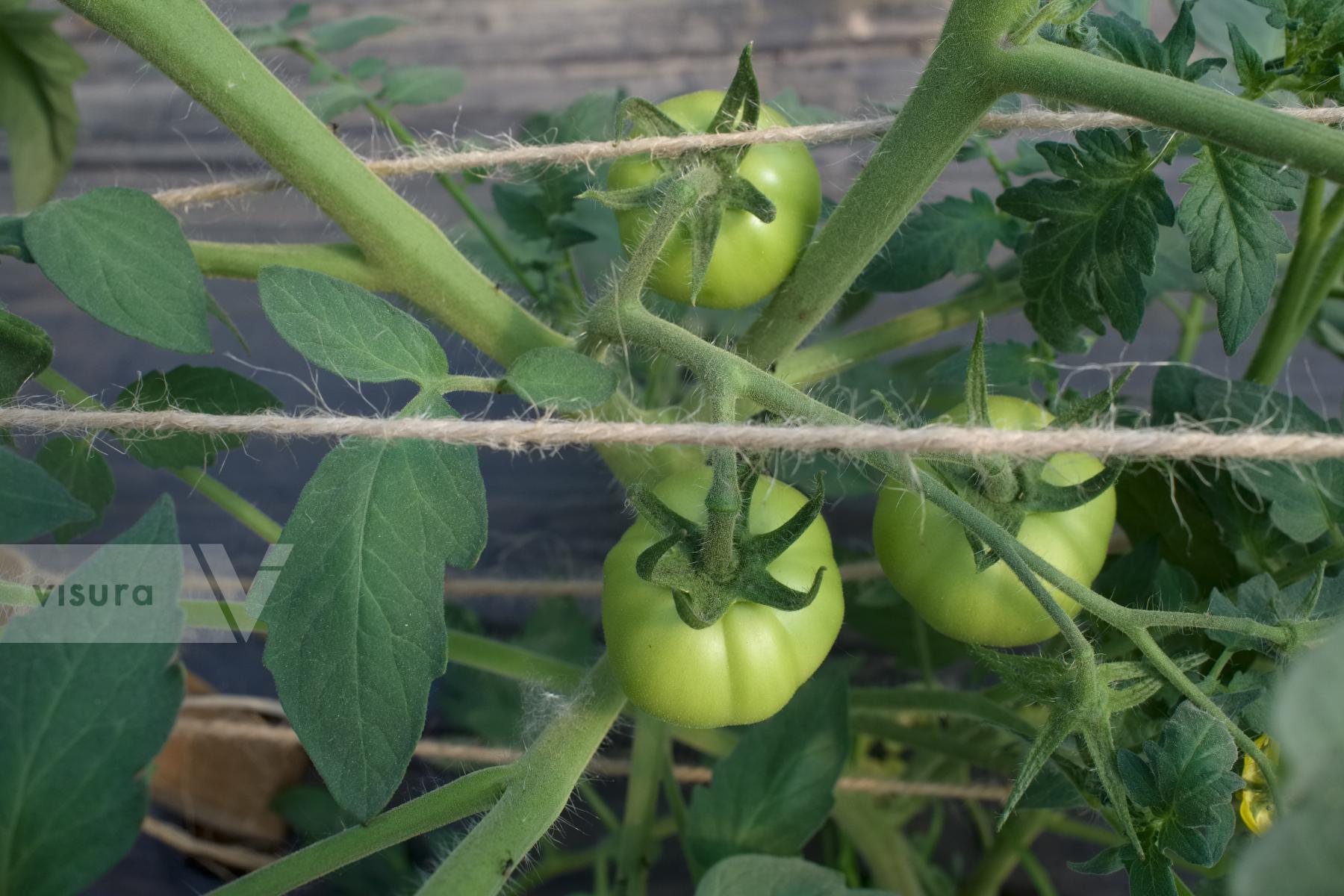 Purchase Tomatoes by Ellen Kok