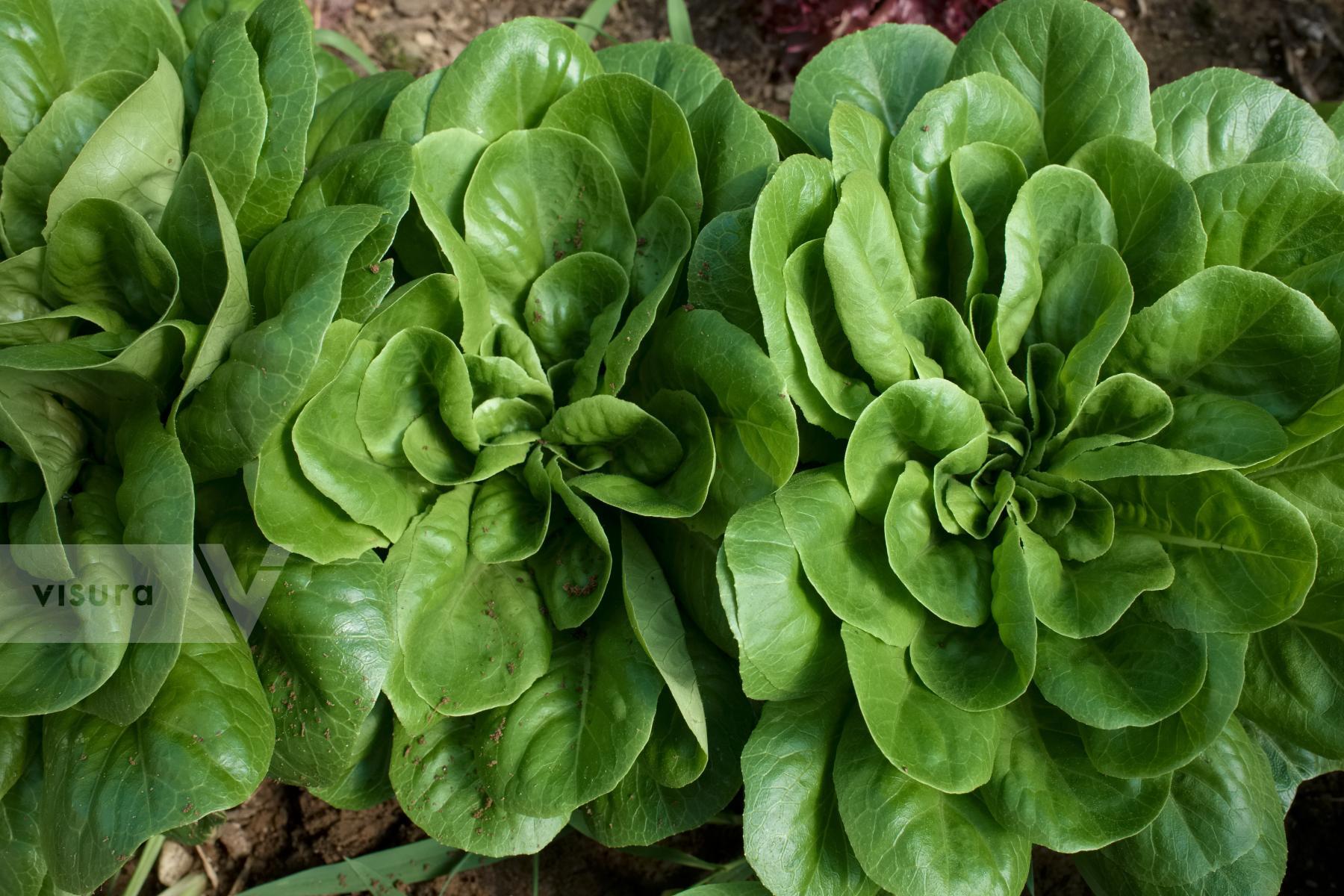 Purchase Lettuce by Ellen Kok