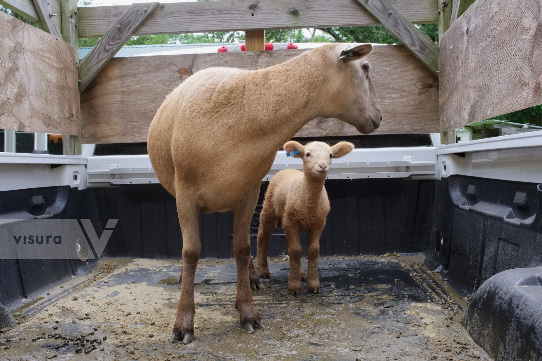 Purchase Katahdin Sheep by Ellen Kok