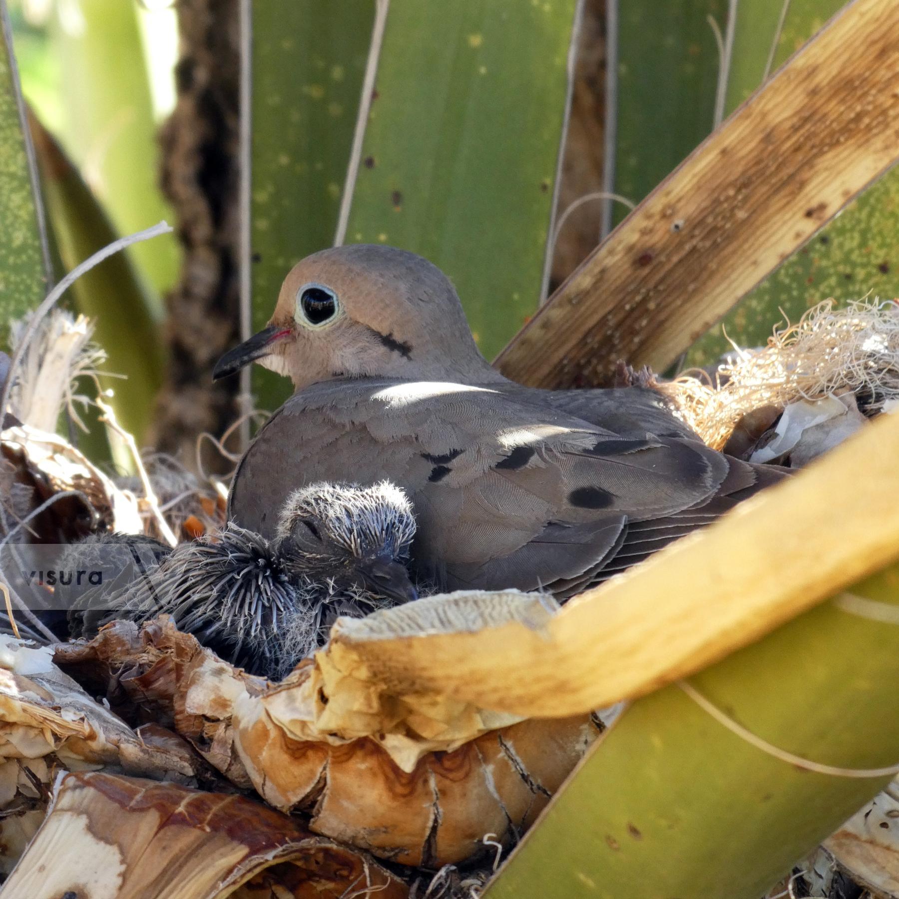 Purchase A newborn Dove and his Mama by Tish Lampert