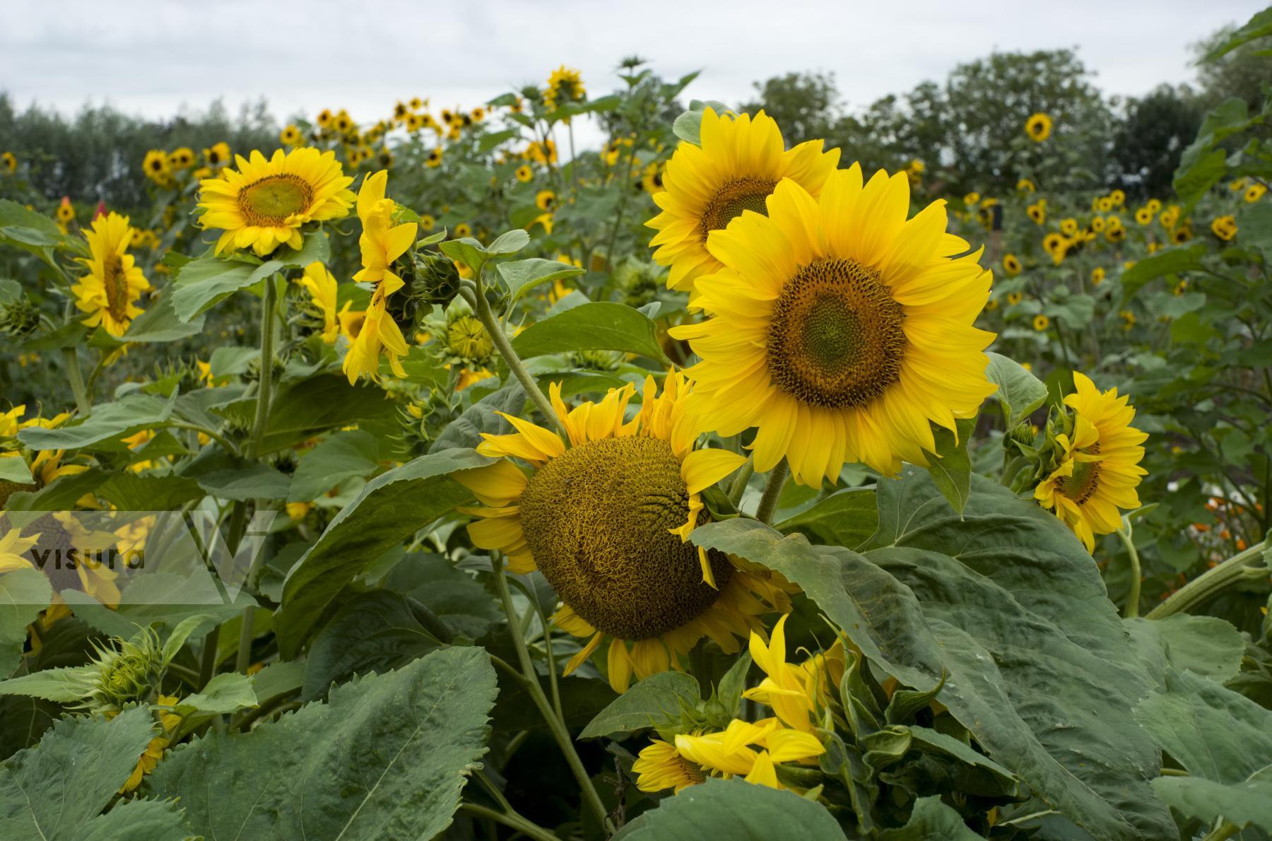 Purchase Sunflowers by Ellen Kok