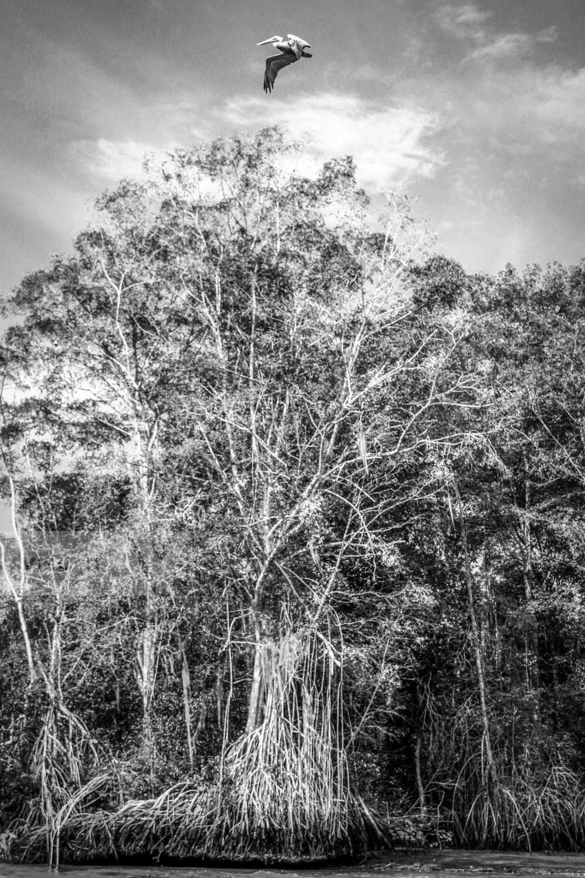 Purchase Manglar by Jonathan Jaramillo