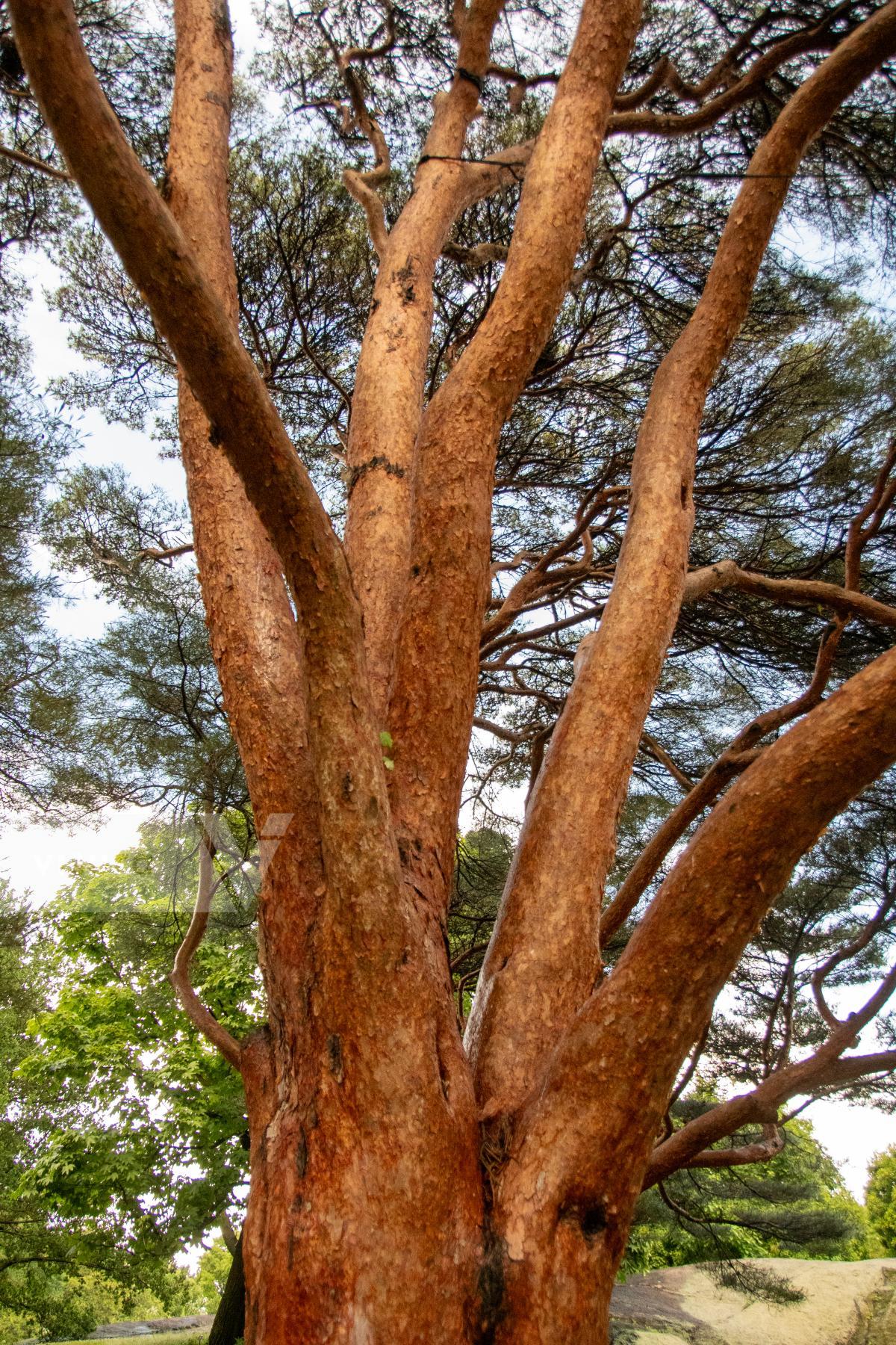 Purchase Japanese Red Pine by James Reade Venable