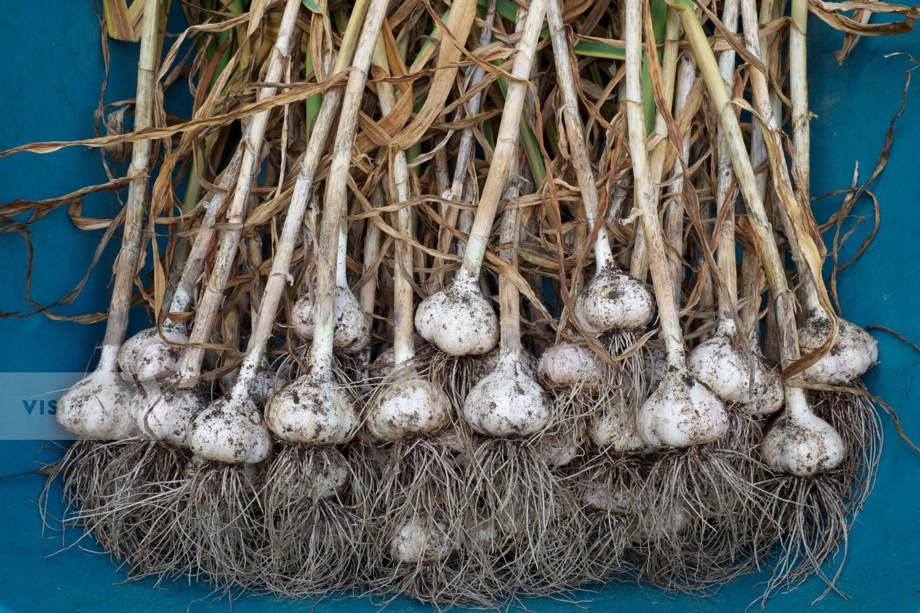 Purchase Garlic Harvest by Ellen Kok