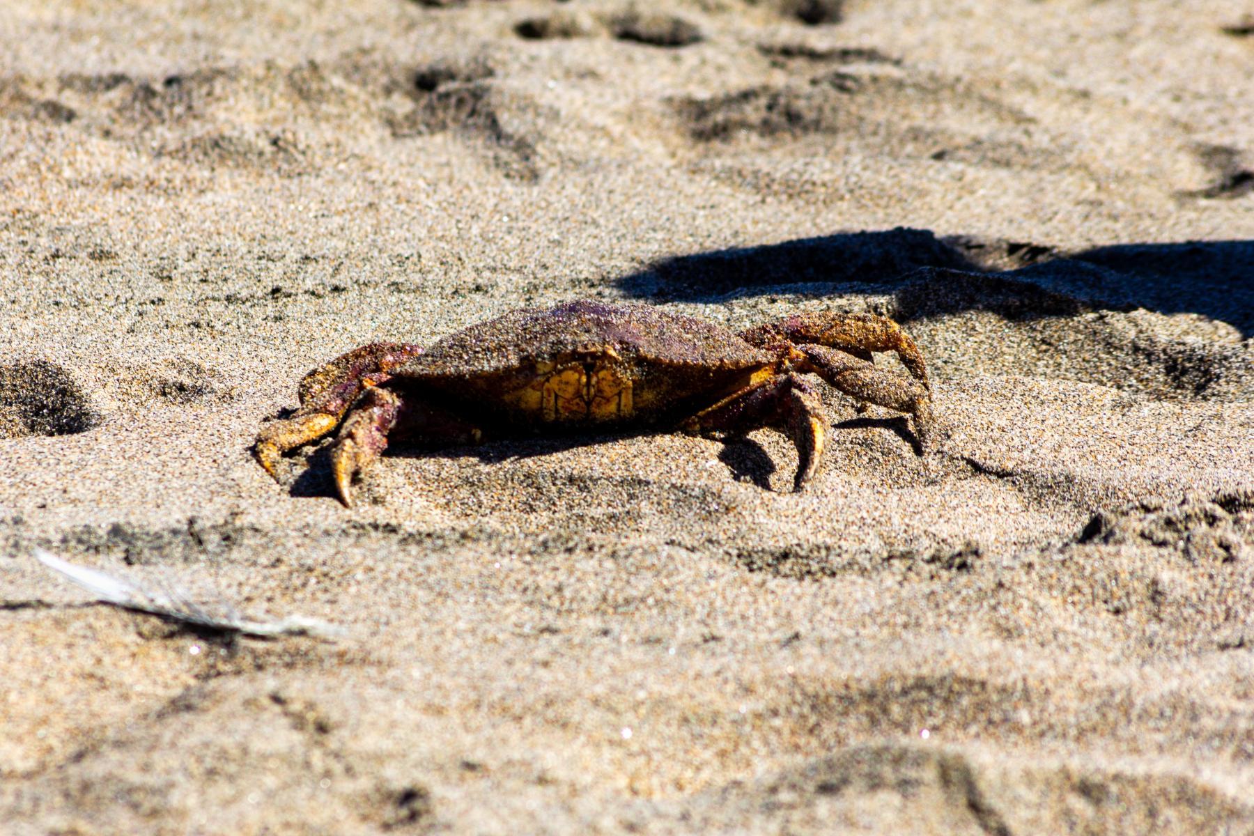 Purchase Crab by James Reade Venable